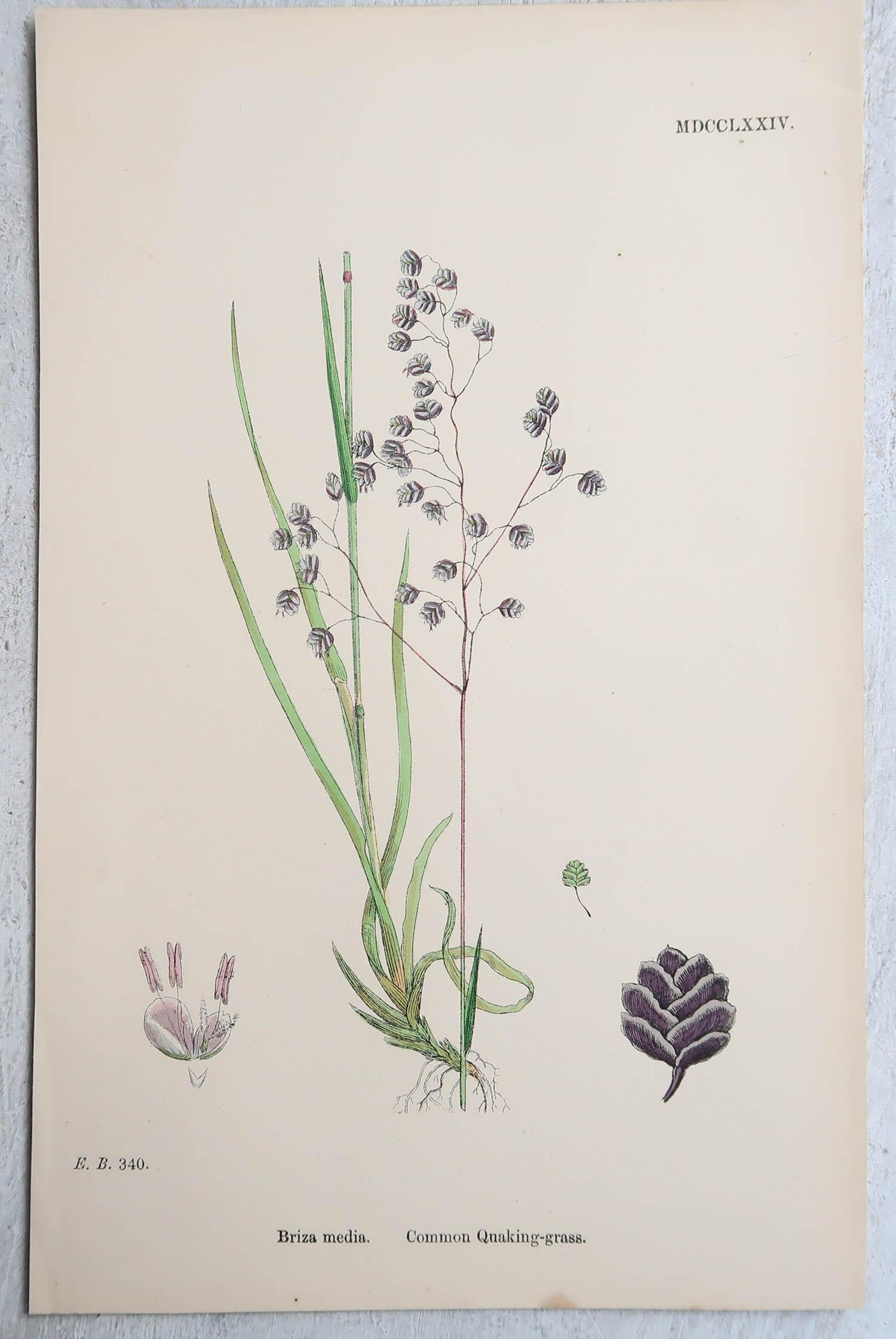English Set of 16 Original Antique Botanical Prints - Grasses. C.1850 For Sale