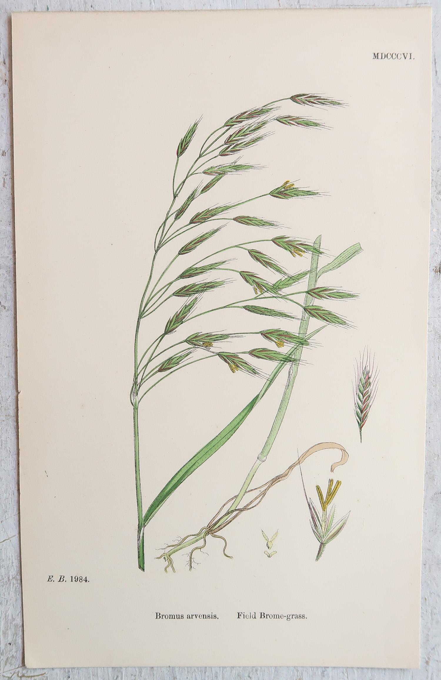 Autre Ensemble de 16 estampes botaniques originales anciennes - Grasses. C.1850 en vente
