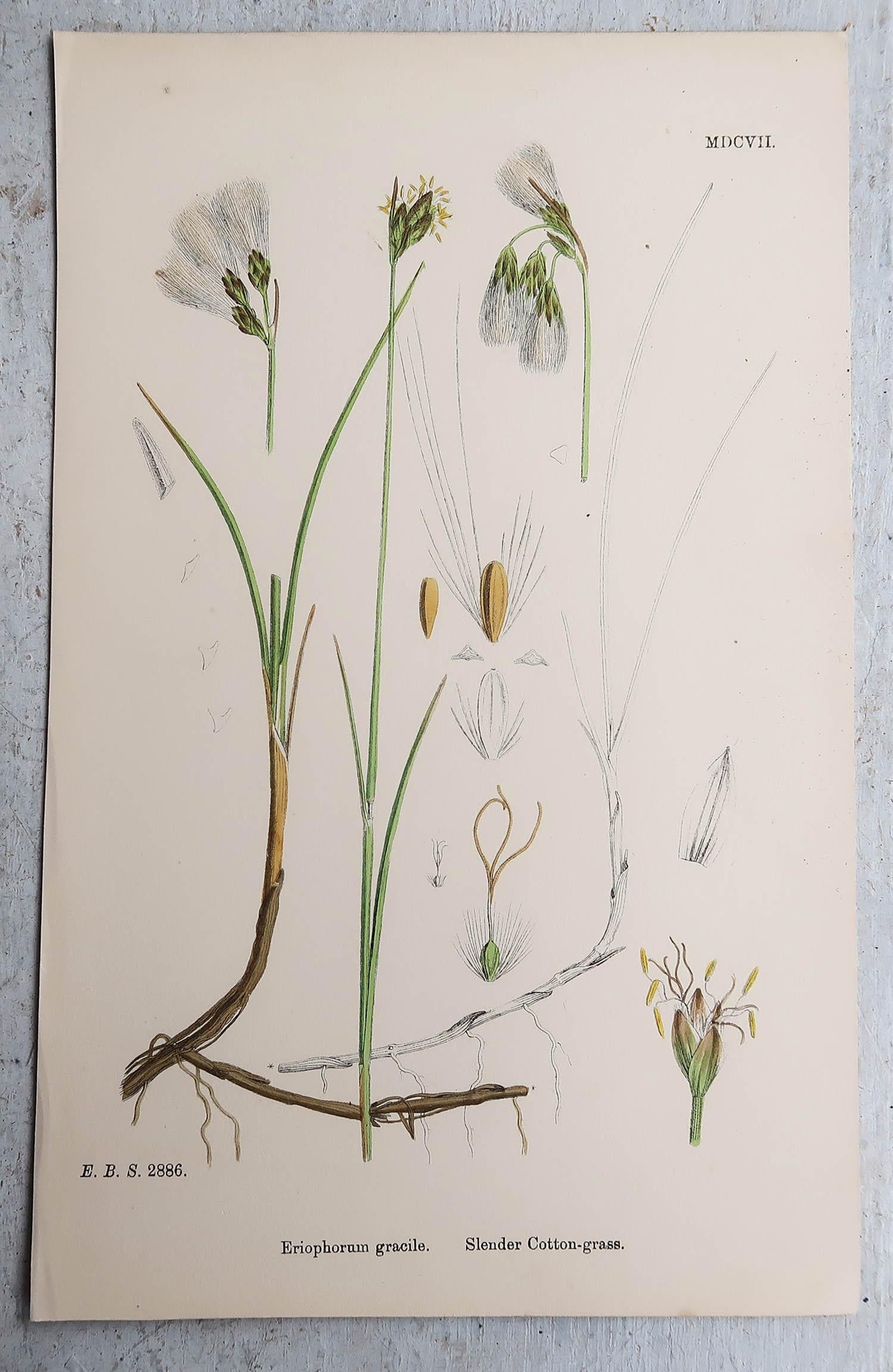 Other Set of 16 Original Antique Botanical Prints - Grasses. C.1850 For Sale