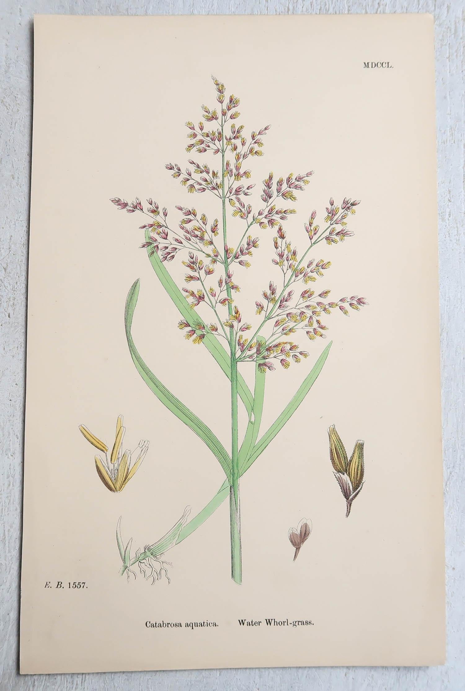 Other Set of 16 Original Antique Botanical Prints - Grasses. C.1850 For Sale