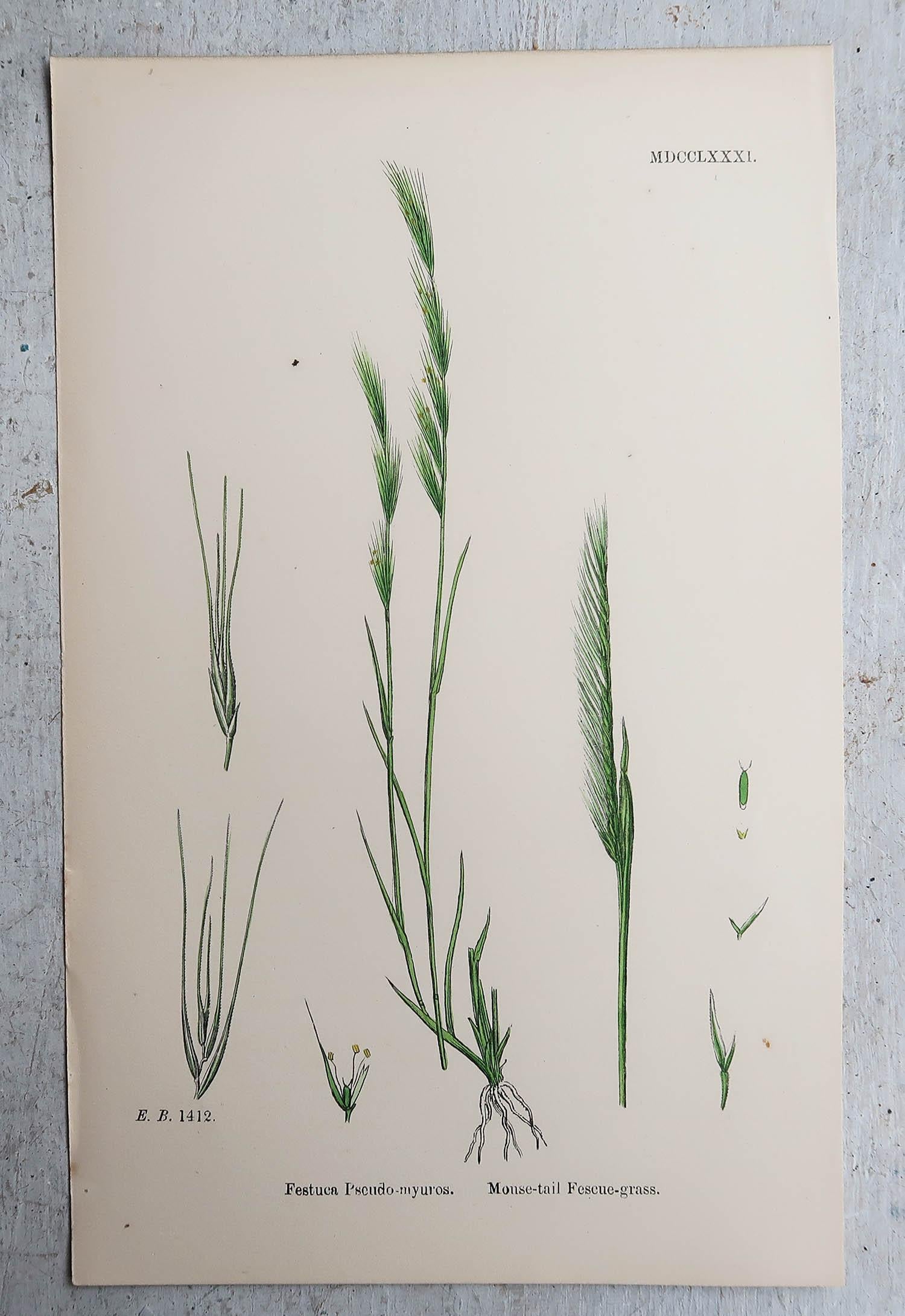 Set of 16 Original Antique Botanical Prints - Grasses. C.1850 In Good Condition For Sale In St Annes, Lancashire