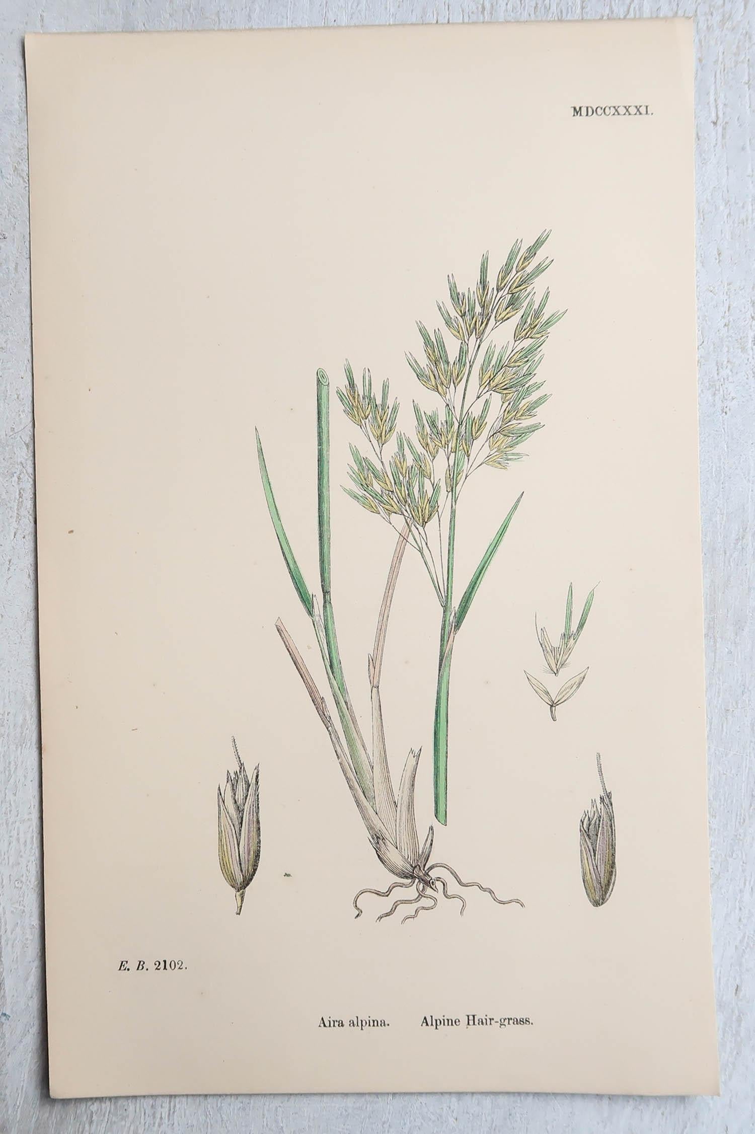 Set of 16 Original Antique Botanical Prints - Grasses. C.1850 In Good Condition For Sale In St Annes, Lancashire