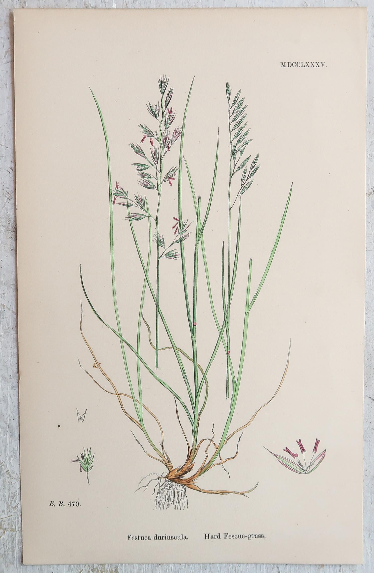 Milieu du XIXe siècle Ensemble de 16 estampes botaniques originales anciennes - Grasses. C.1850 en vente