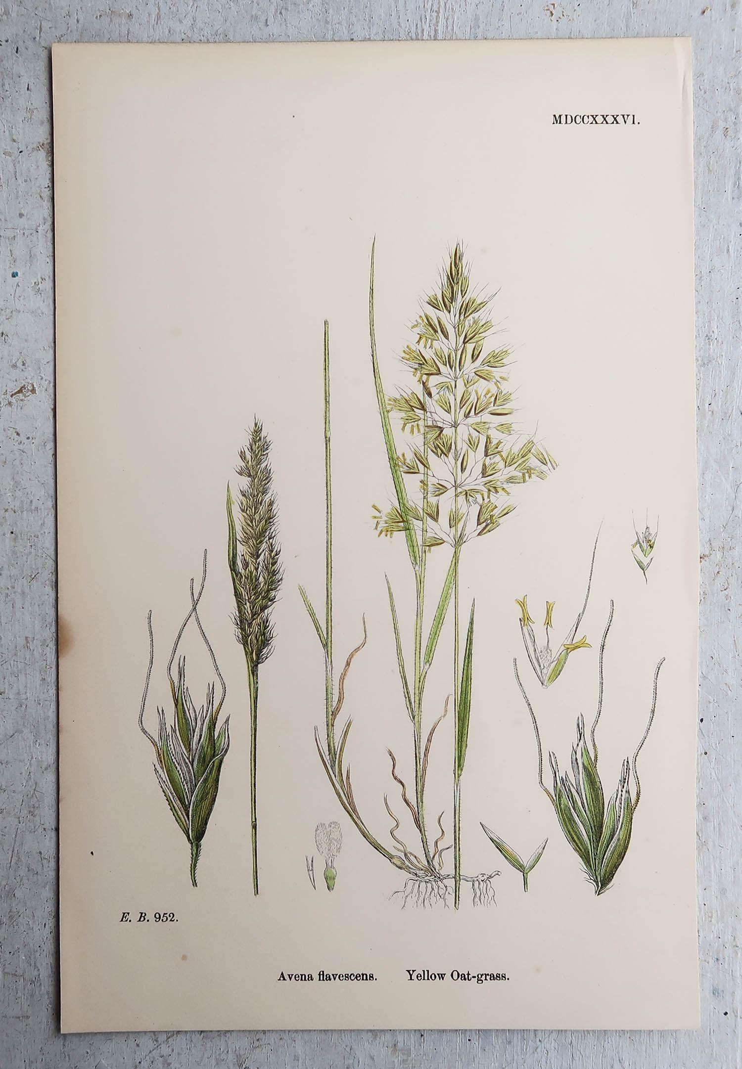 Mid-19th Century Set of 16 Original Antique Botanical Prints - Grasses. C.1850 For Sale