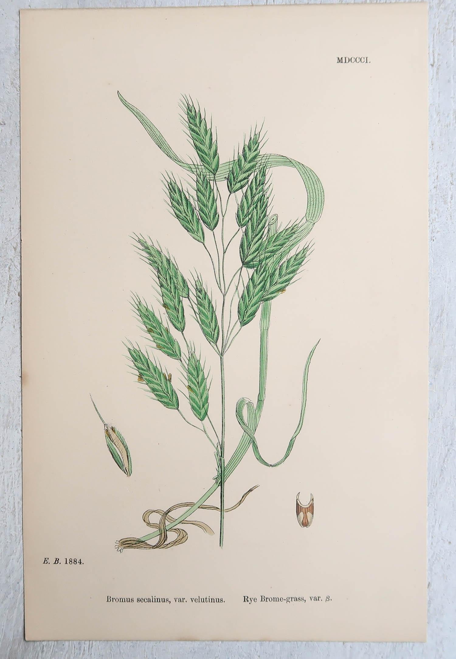Mid-19th Century Set of 16 Original Antique Botanical Prints - Grasses. C.1850 For Sale