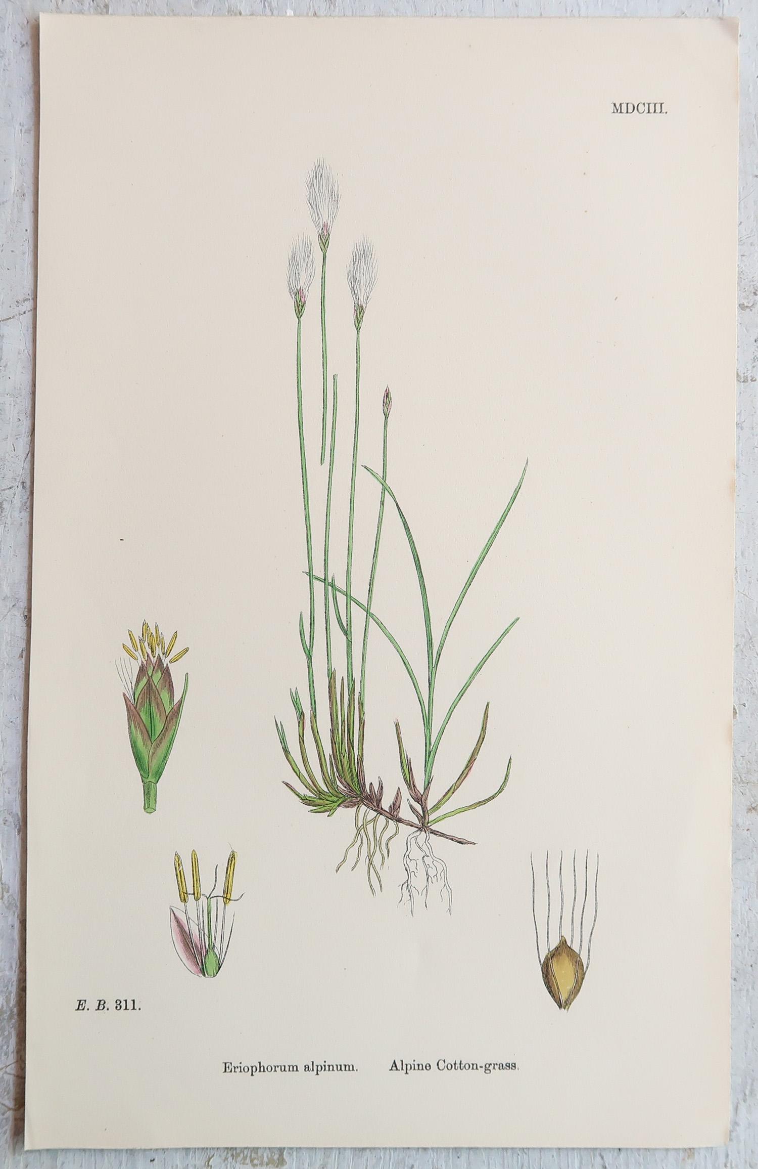Papier Ensemble de 16 estampes botaniques originales anciennes - Grasses. C.1850 en vente