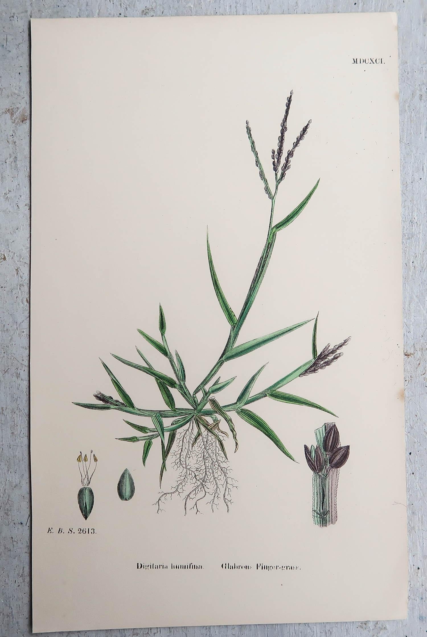 Paper Set of 16 Original Antique Botanical Prints - Grasses. C.1850 For Sale
