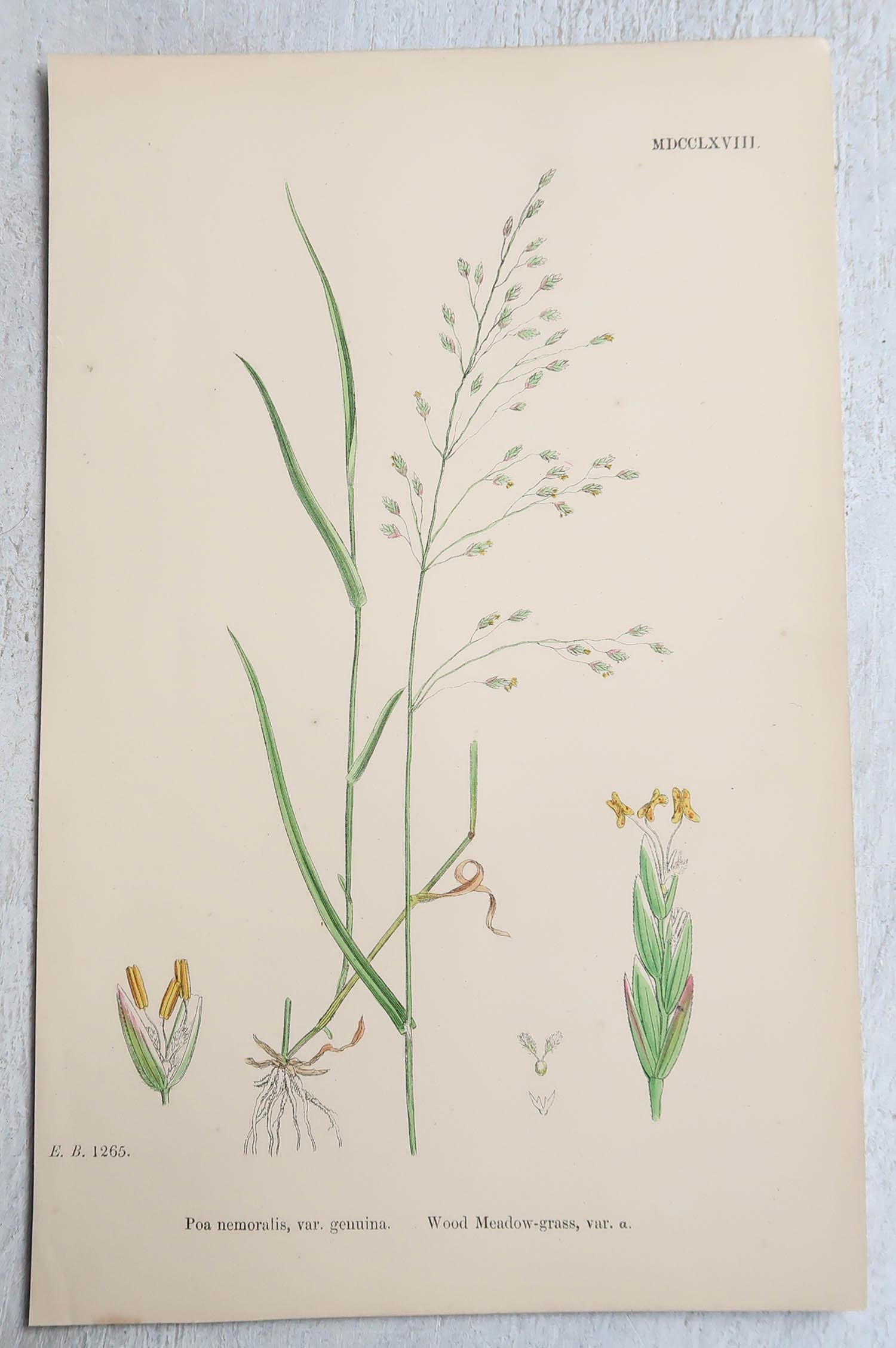 Paper Set of 16 Original Antique Botanical Prints - Grasses. C.1850 For Sale