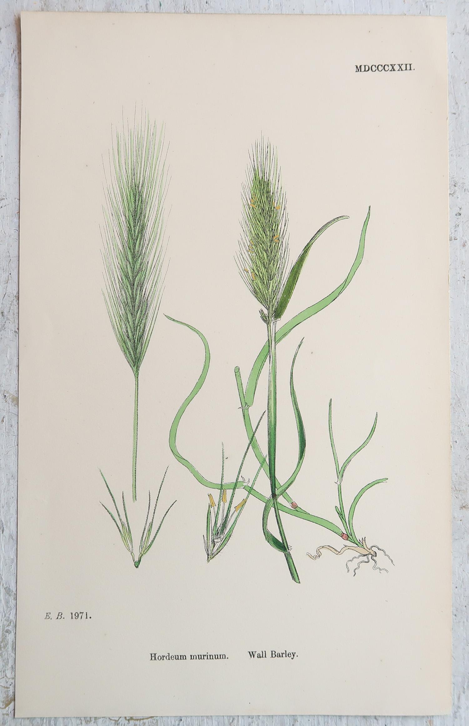 Ensemble de 16 estampes botaniques originales anciennes - Grasses. C.1850 en vente 1