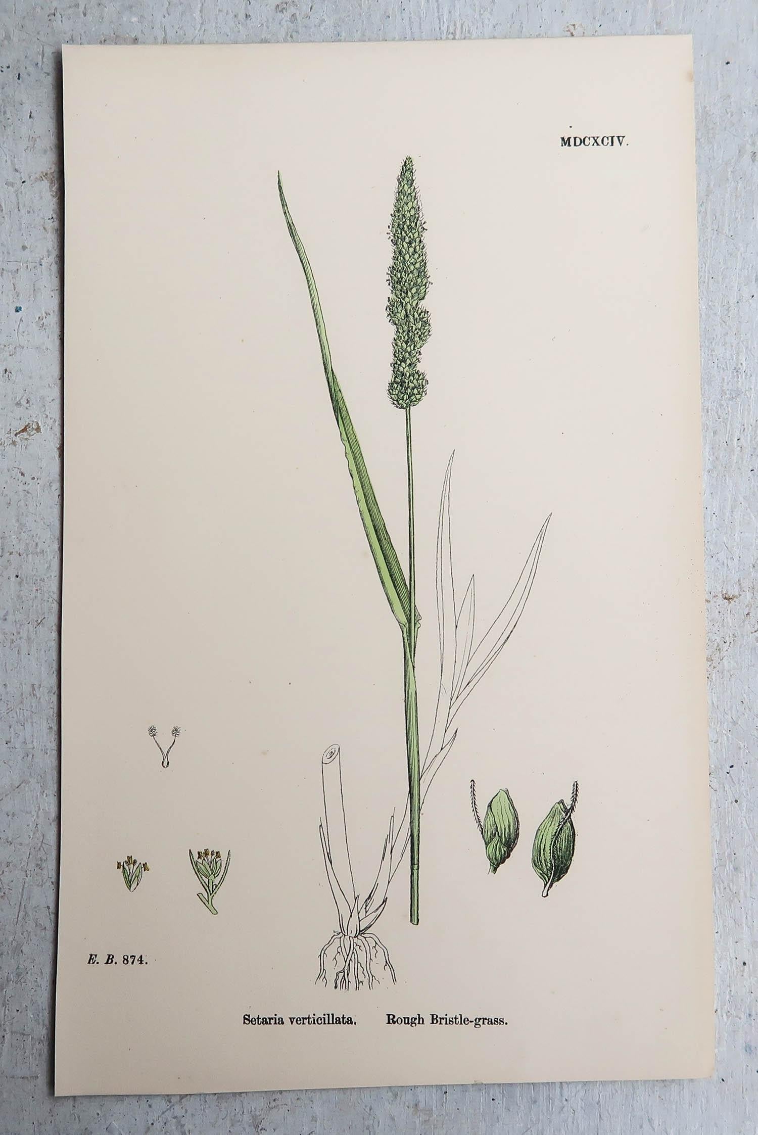 Set of 16 Original Antique Botanical Prints - Grasses. C.1850 For Sale 1