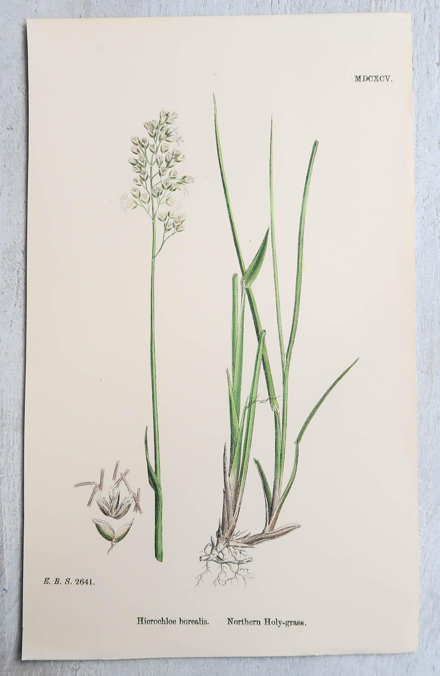 Set of 16 Original Antique Botanical Prints - Grasses. C.1850 For Sale 1