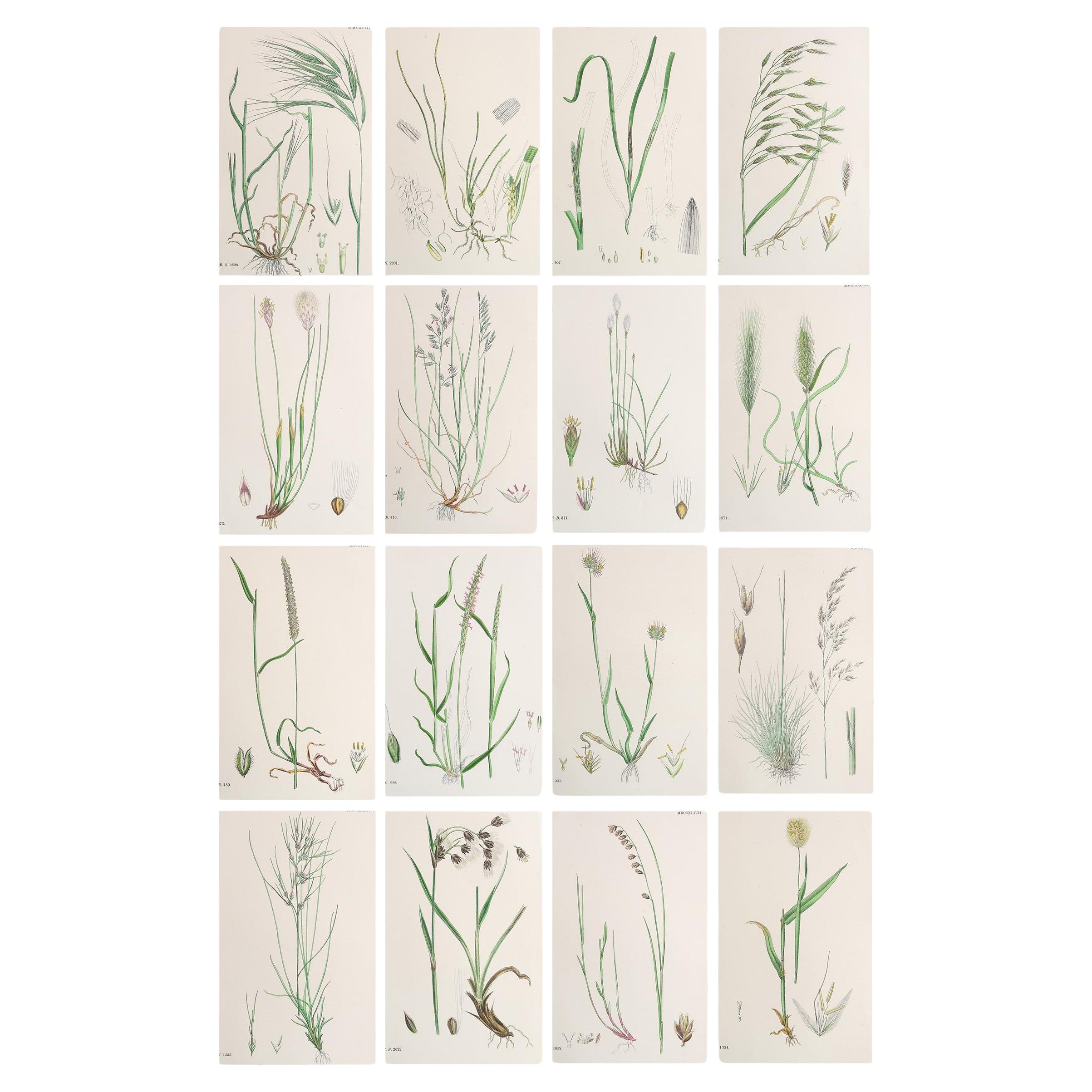 Set of 16 Original Antique Botanical Prints - Grasses. C.1850