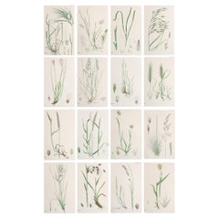 Set von 16 originalen antiken botanischen Drucken – Gras. C.1850