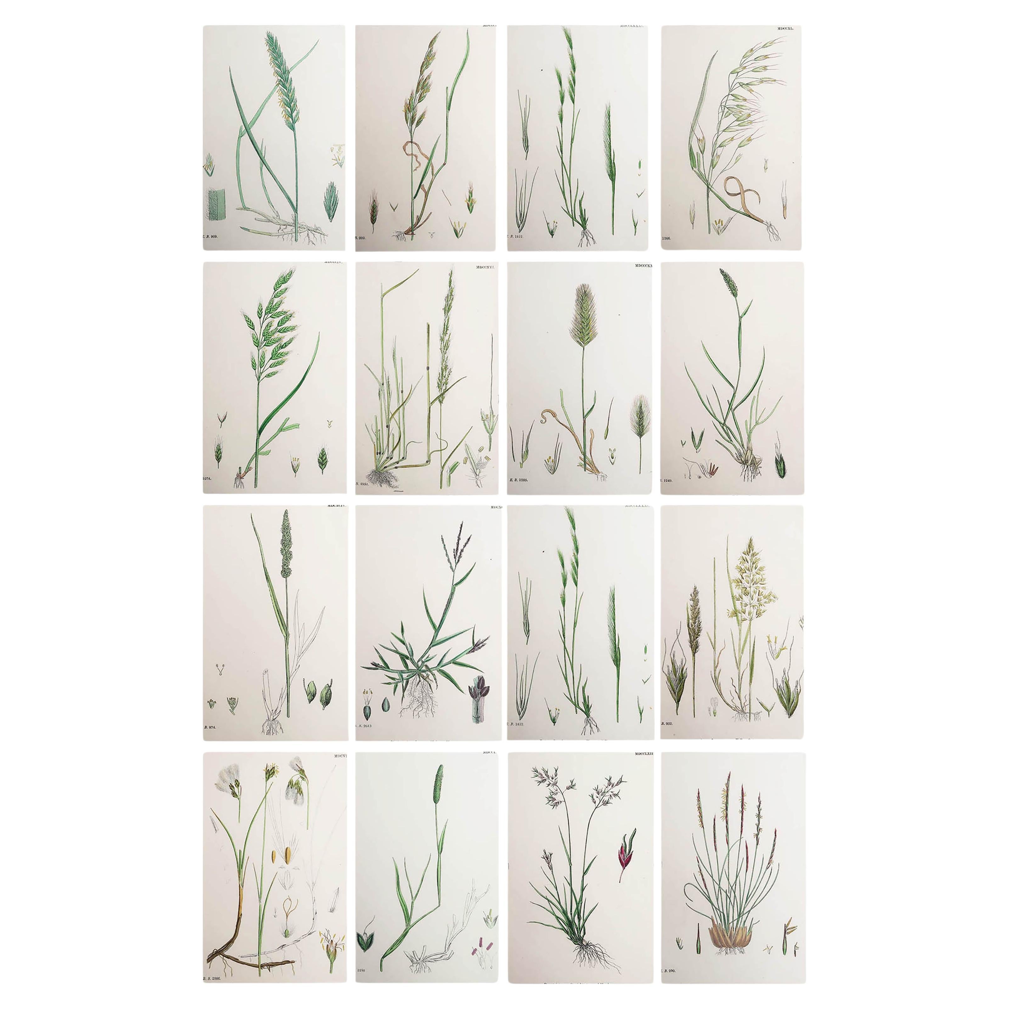 Set of 16 Original Antique Botanical Prints - Grasses. C.1850 For Sale