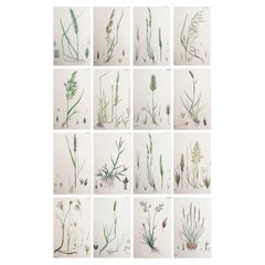 Set of 16 Original Antique Botanical Prints - Grasses. C.1850