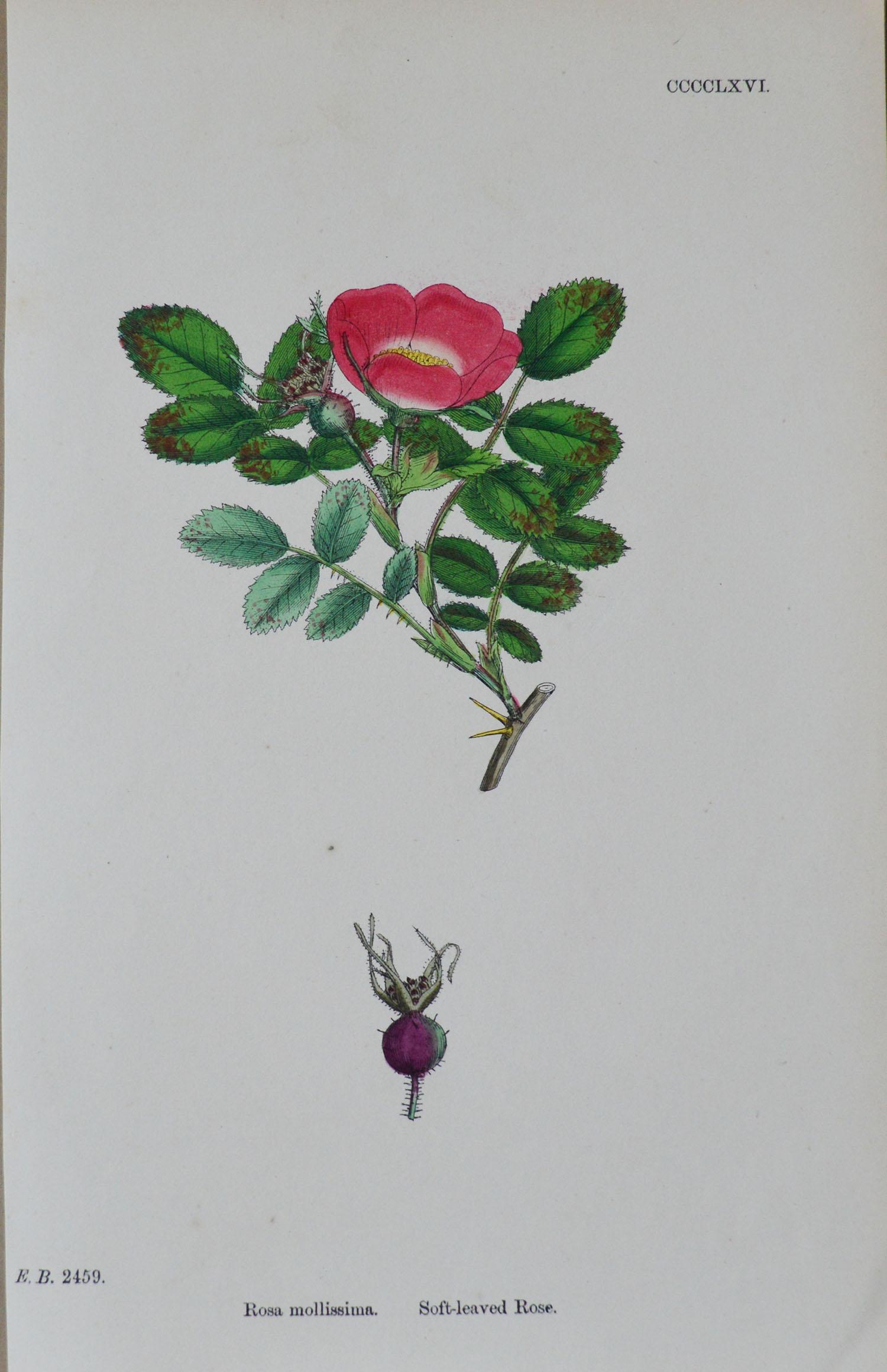 Set of 16 Original Antique Botanical Prints 'Roses', circa 1850 2