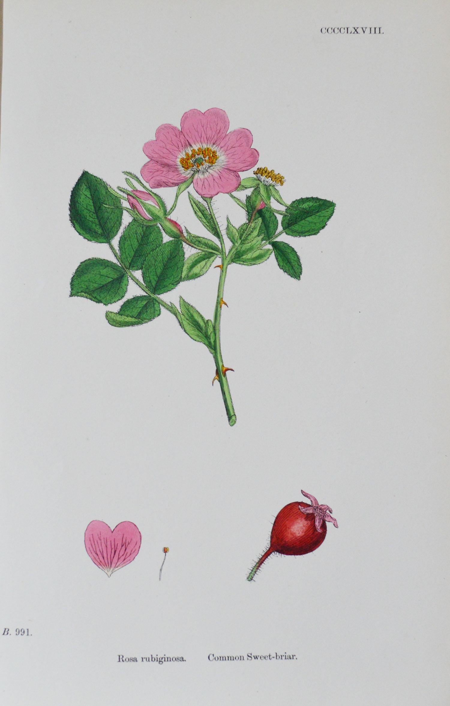 Set of 16 Original Antique Botanical Prints 'Roses', circa 1850 3
