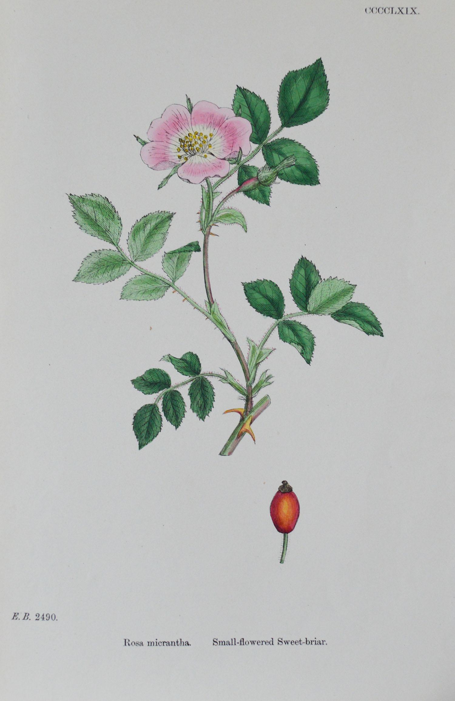 Set of 16 Original Antique Botanical Prints 'Roses', circa 1850 4