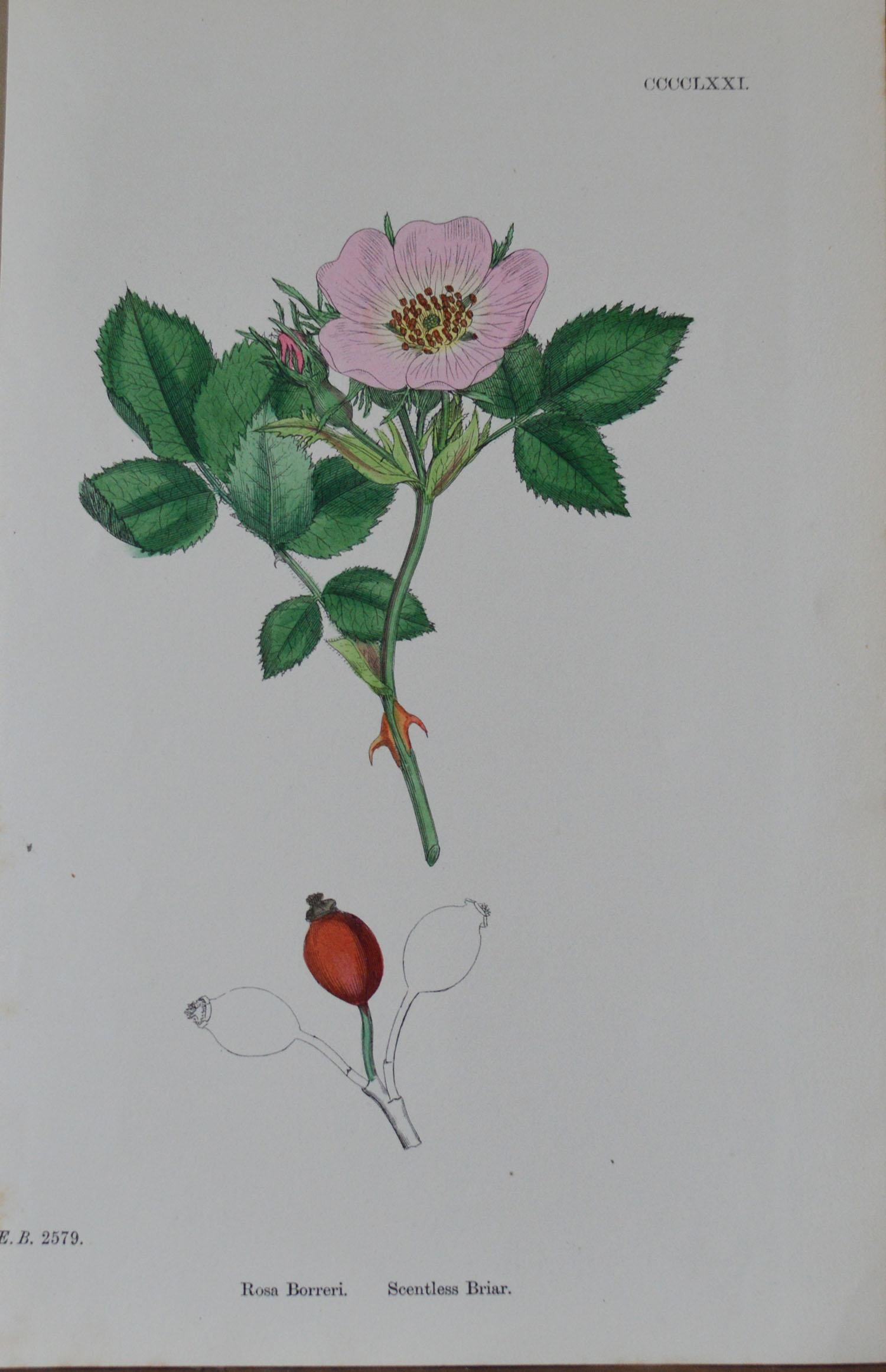 Set of 16 Original Antique Botanical Prints 'Roses', circa 1850 5