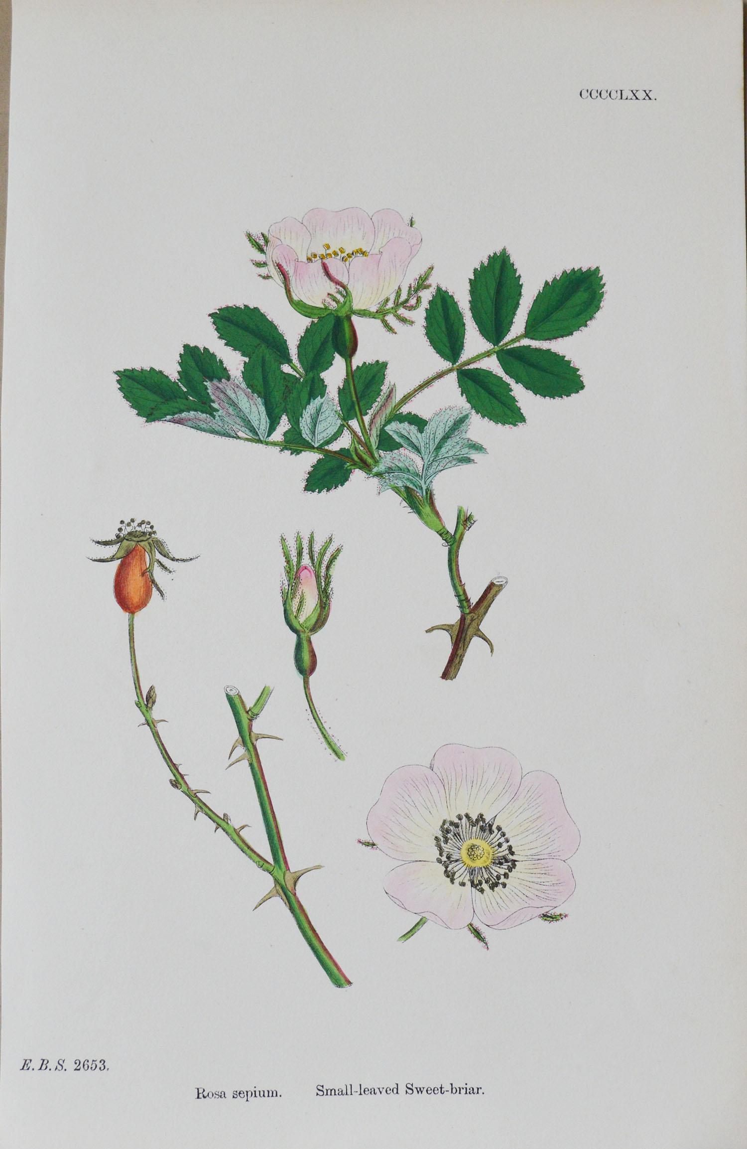 Set of 16 Original Antique Botanical Prints 'Roses', circa 1850 6