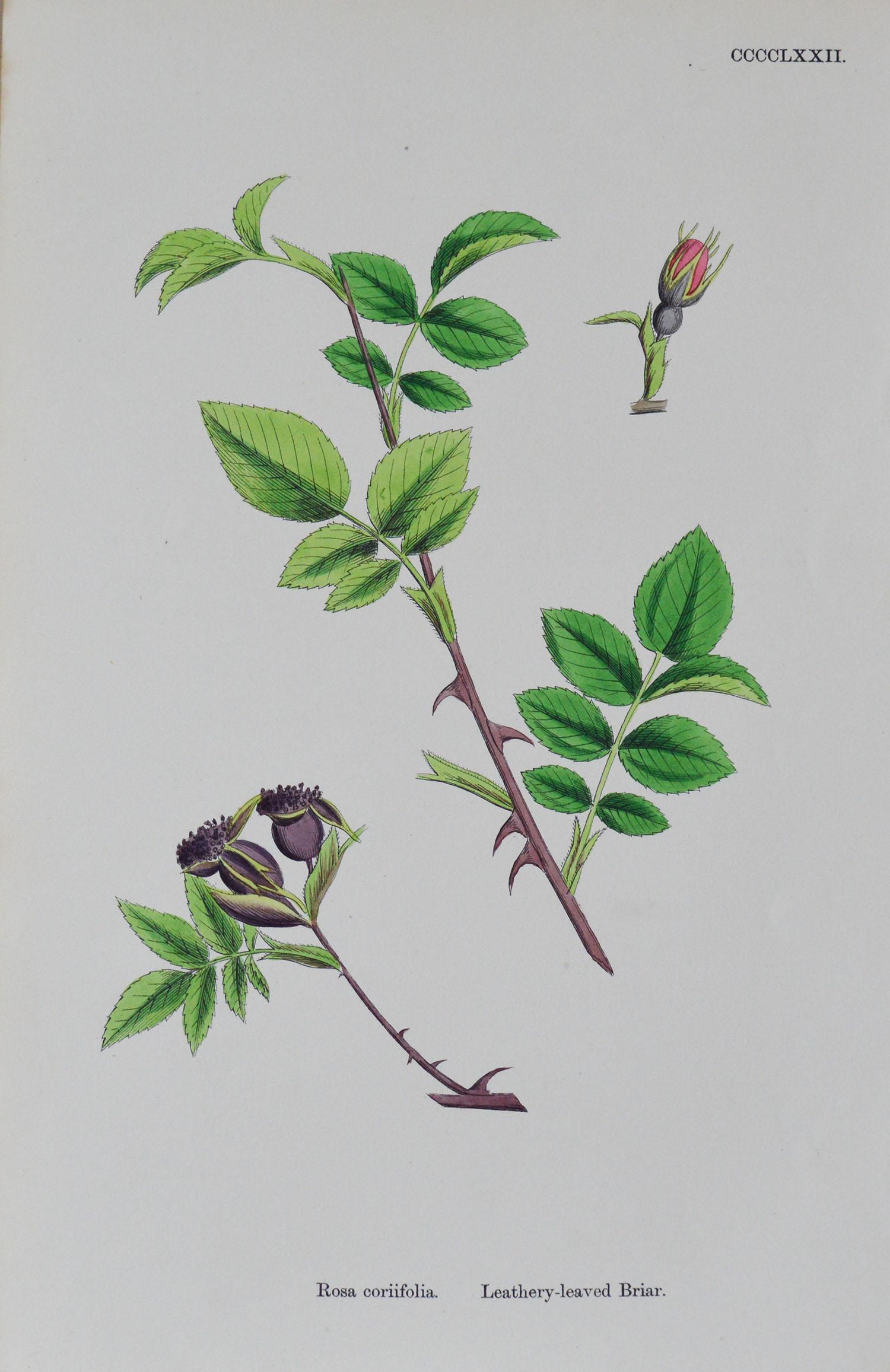 Set of 16 Original Antique Botanical Prints 'Roses', circa 1850 7