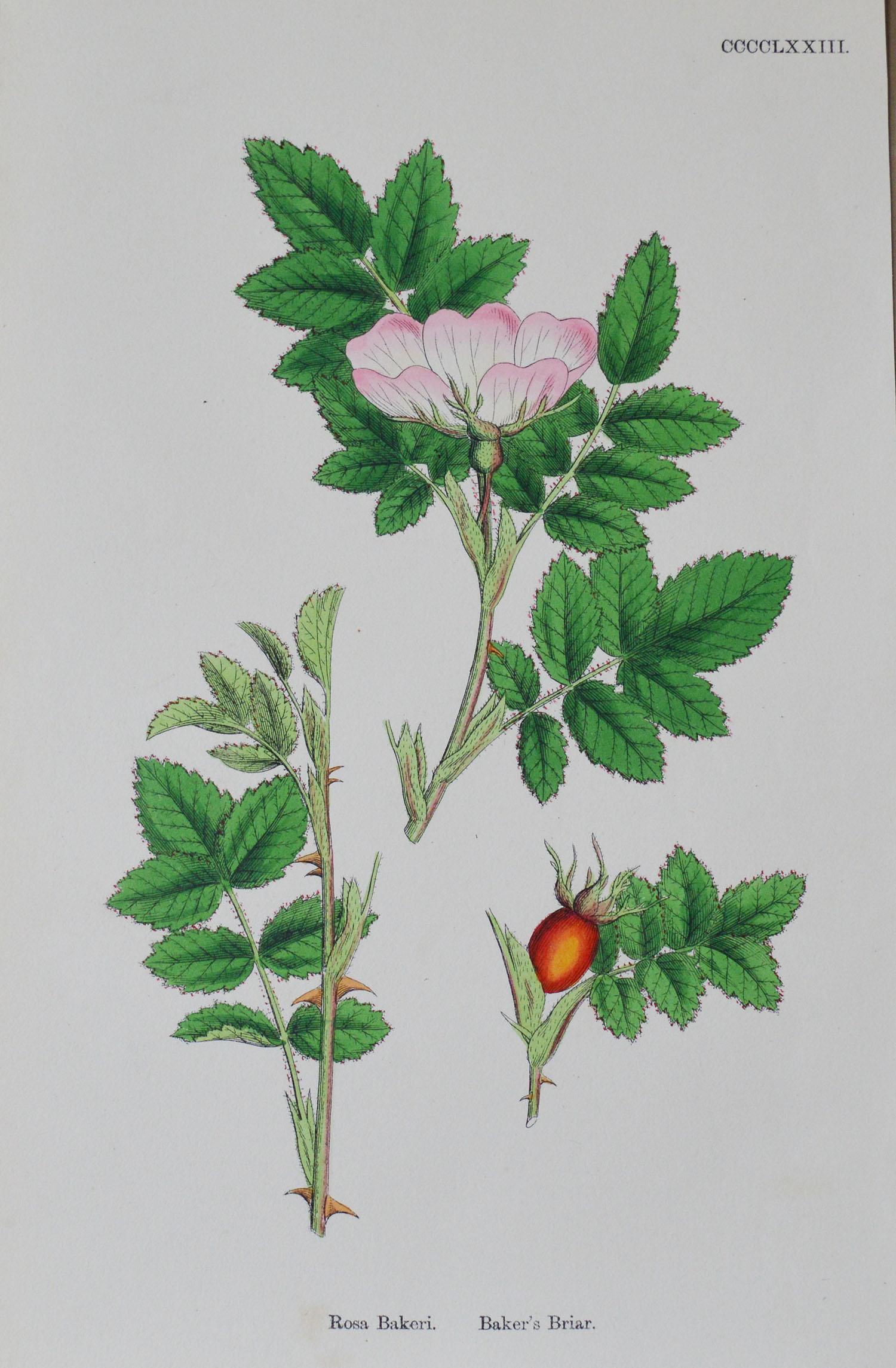 Set of 16 Original Antique Botanical Prints 'Roses', circa 1850 9