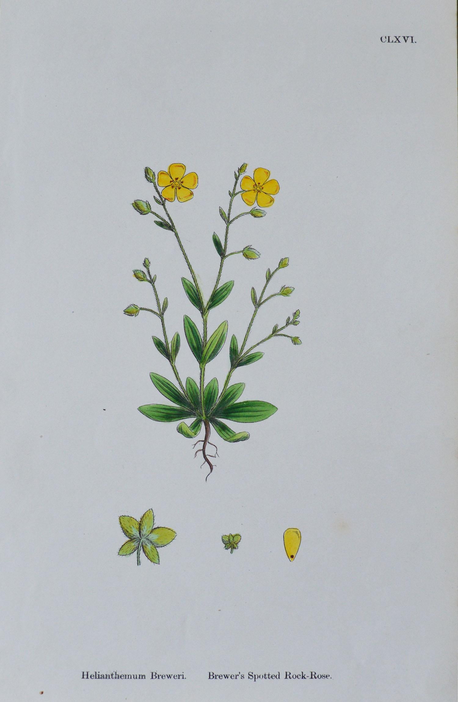 Set of 16 Original Antique Botanical Prints 'Roses', circa 1850 10