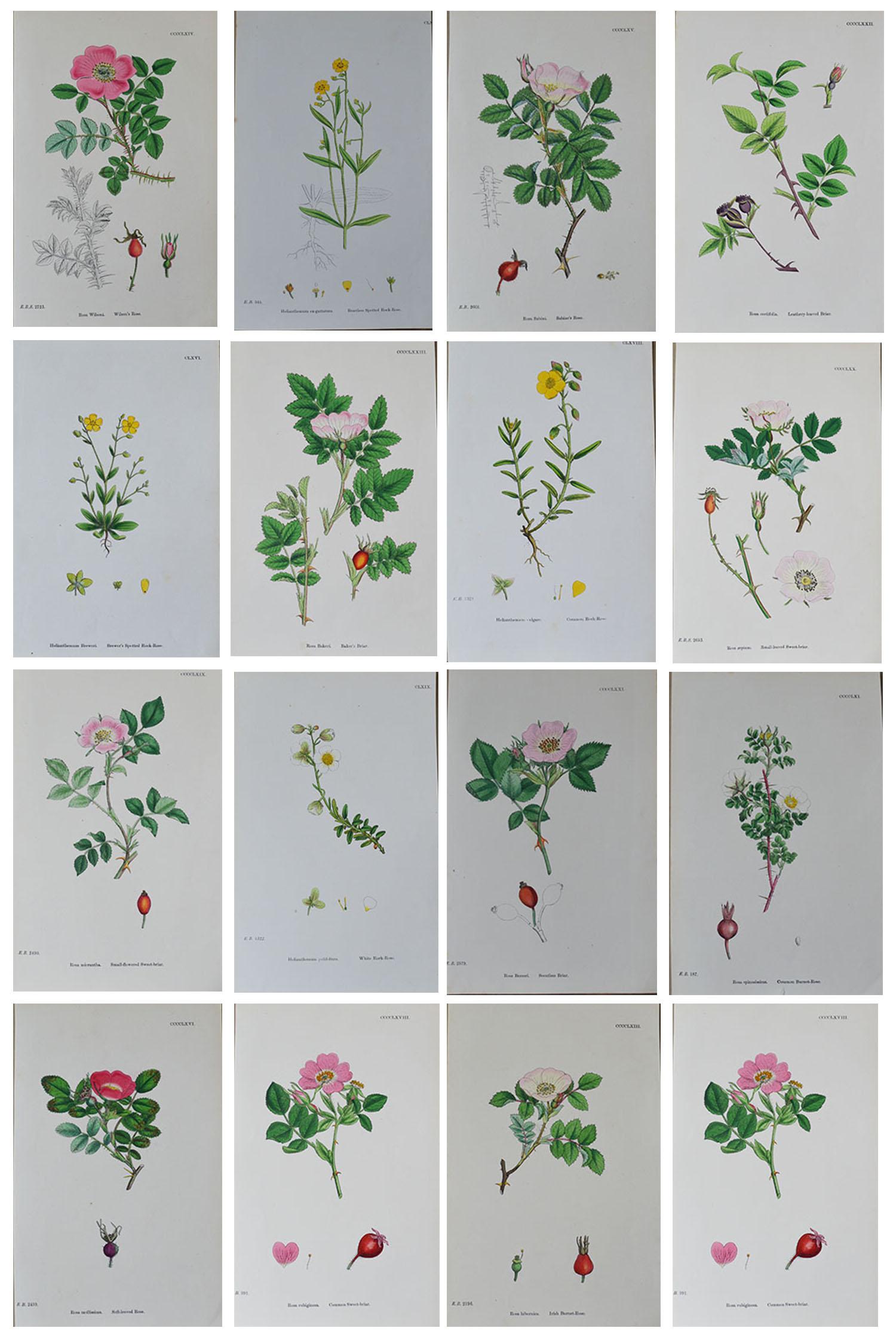 Wonderful set of 16 botanical prints - all roses.

Lithographs after the original botanical drawings by Hooker.

Original color

Published circa 1850

Unframed.

The measurement given is for one print.

   