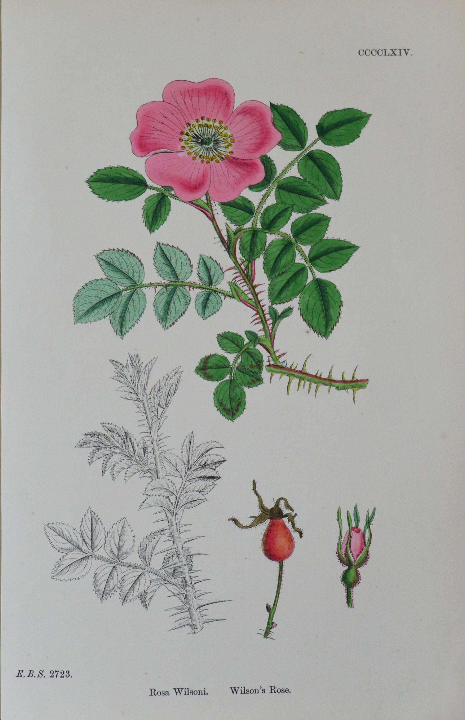 Early Victorian Set of 16 Original Antique Botanical Prints 'Roses', circa 1850