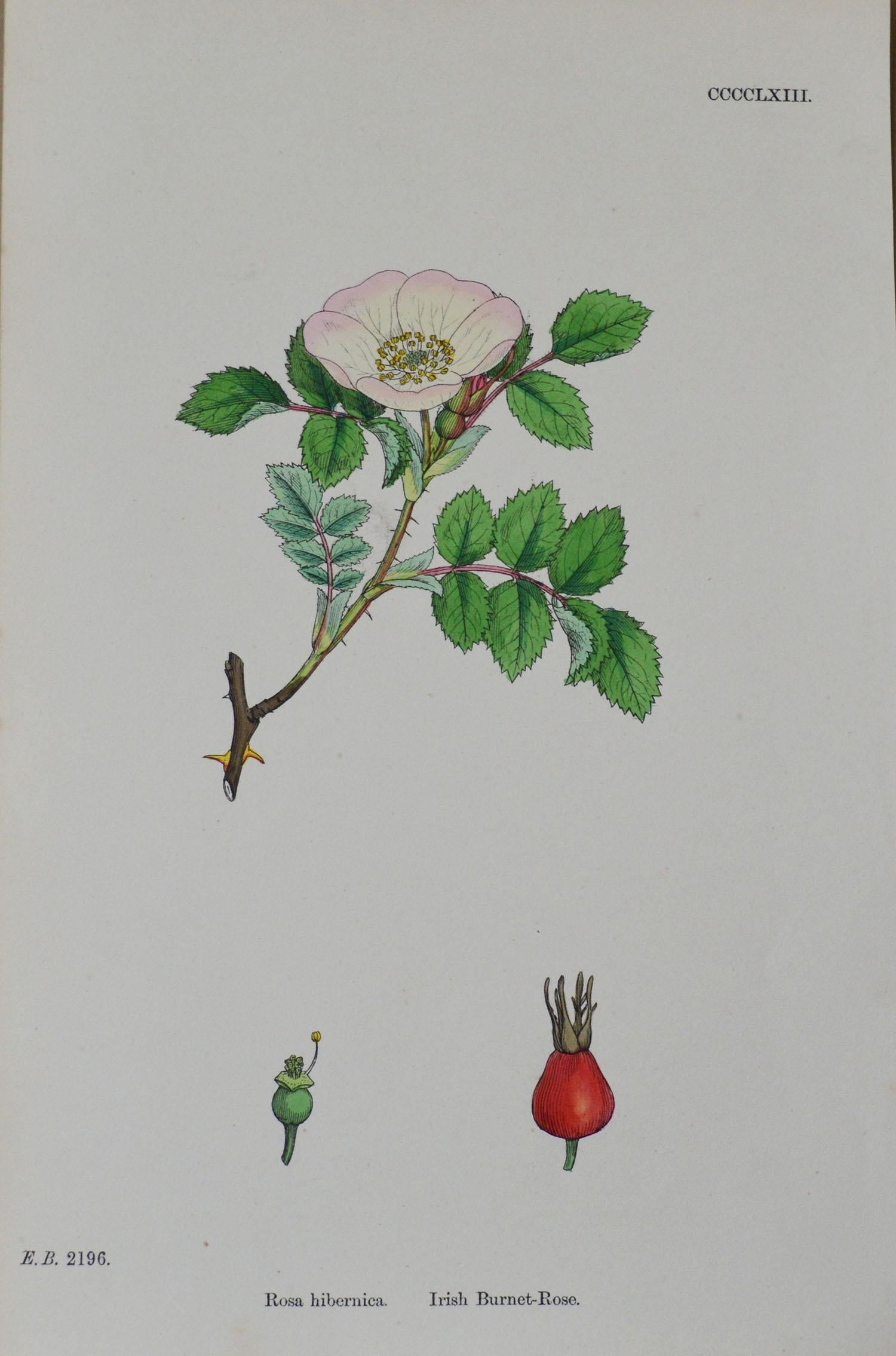 English Set of 16 Original Antique Botanical Prints 'Roses', circa 1850