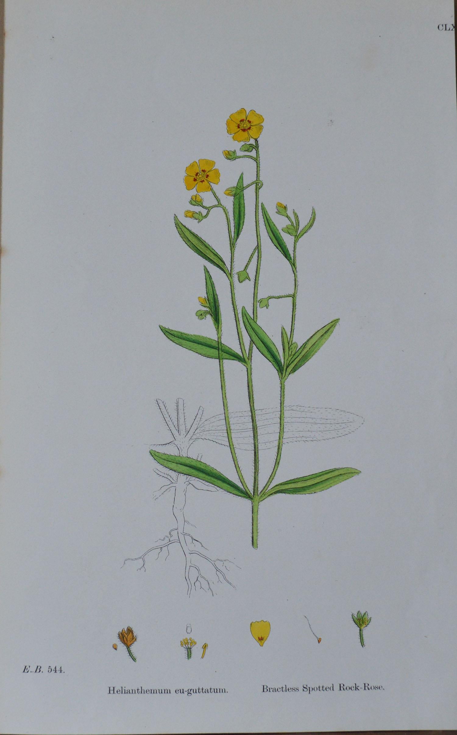 Set of 16 Original Antique Botanical Prints 'Roses', circa 1850 In Good Condition In St Annes, Lancashire