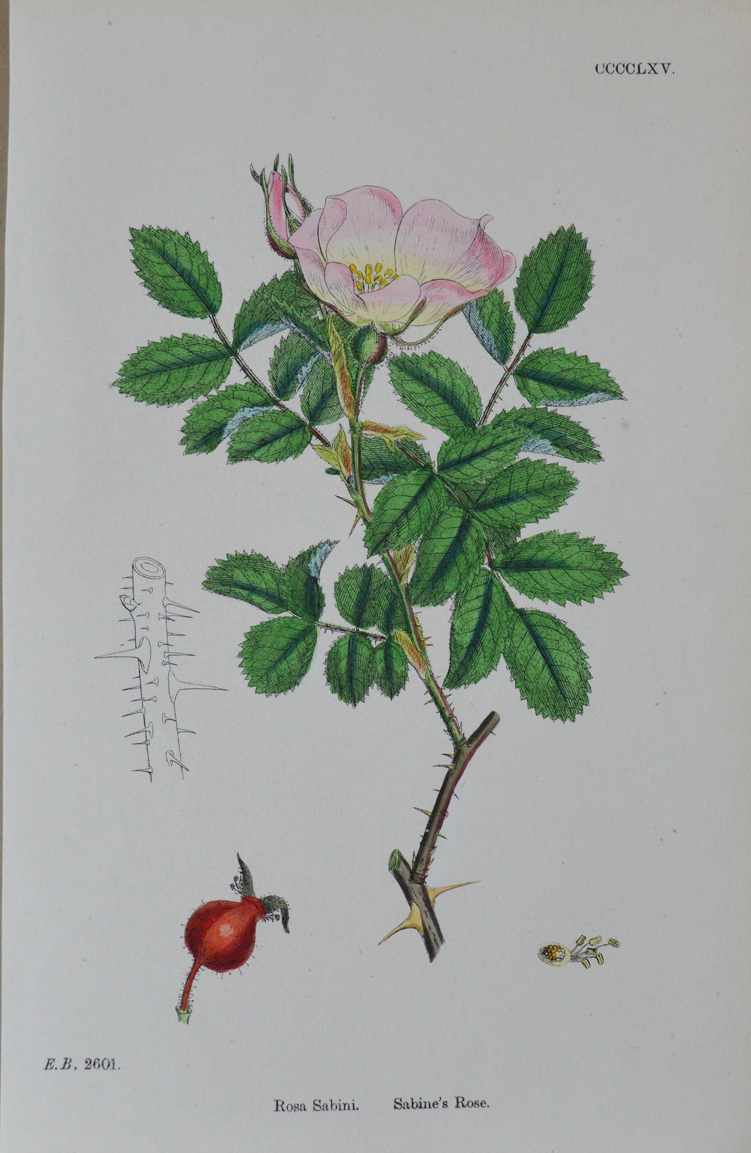 Mid-19th Century Set of 16 Original Antique Botanical Prints 'Roses', circa 1850
