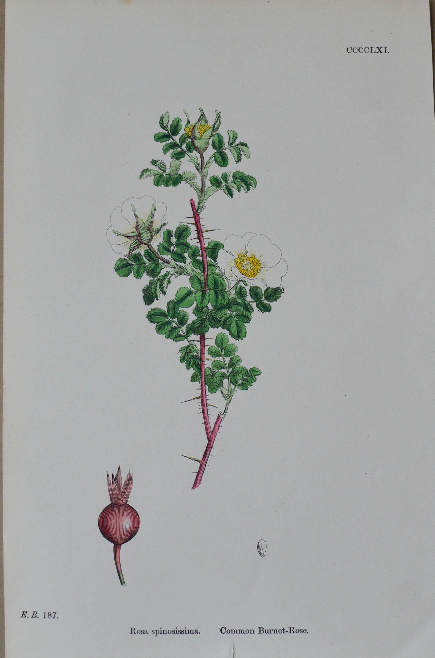 Paper Set of 16 Original Antique Botanical Prints 'Roses', circa 1850