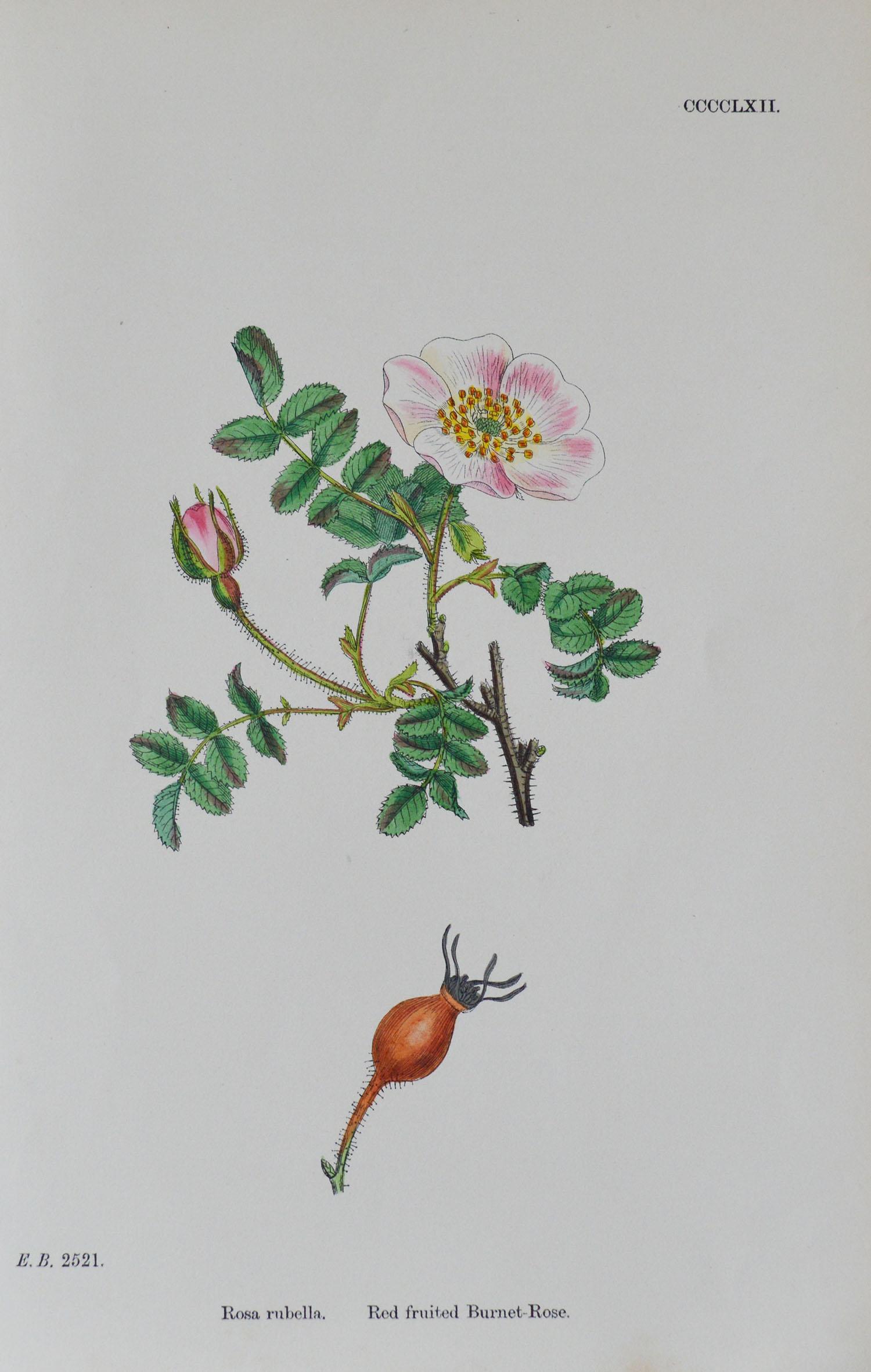 Set of 16 Original Antique Botanical Prints 'Roses', circa 1850 1