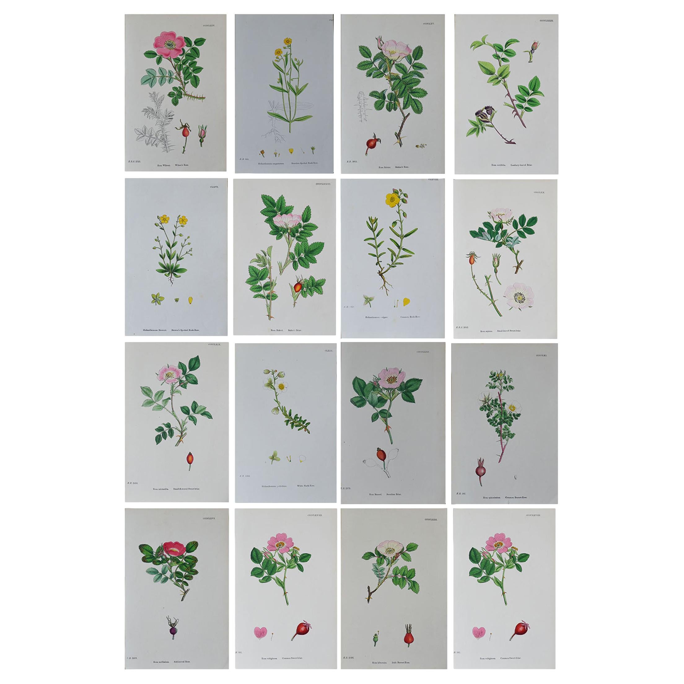 Set of 16 Original Antique Botanical Prints 'Roses', circa 1850