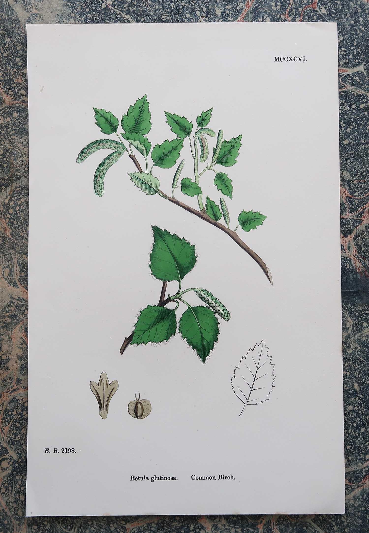 Set of 16 Original Antique Botanical Prints - Trees. C.1850 2