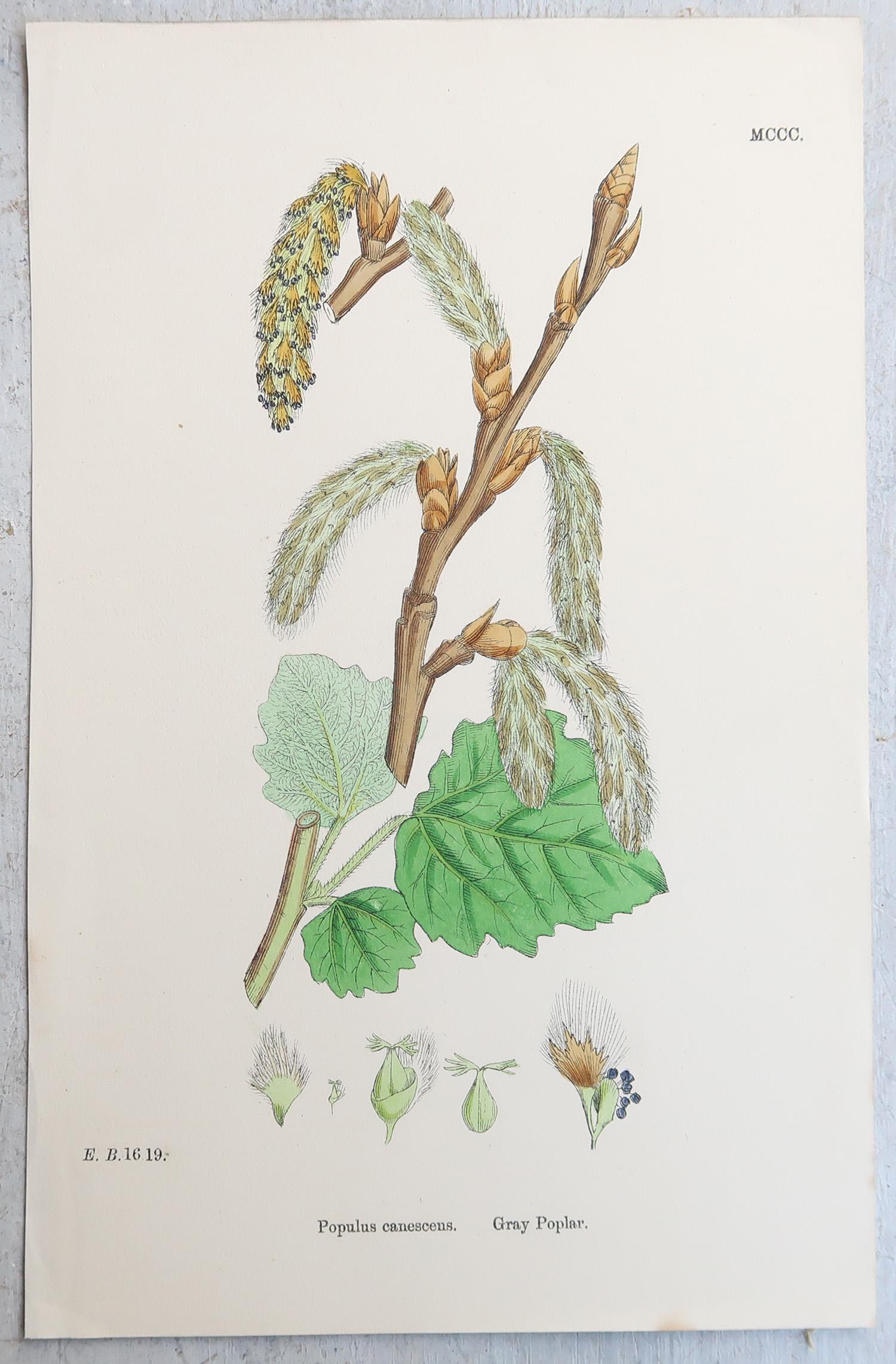 Ensemble de 16 estampes botaniques originales anciennes - arbres. C.1850 en vente 2