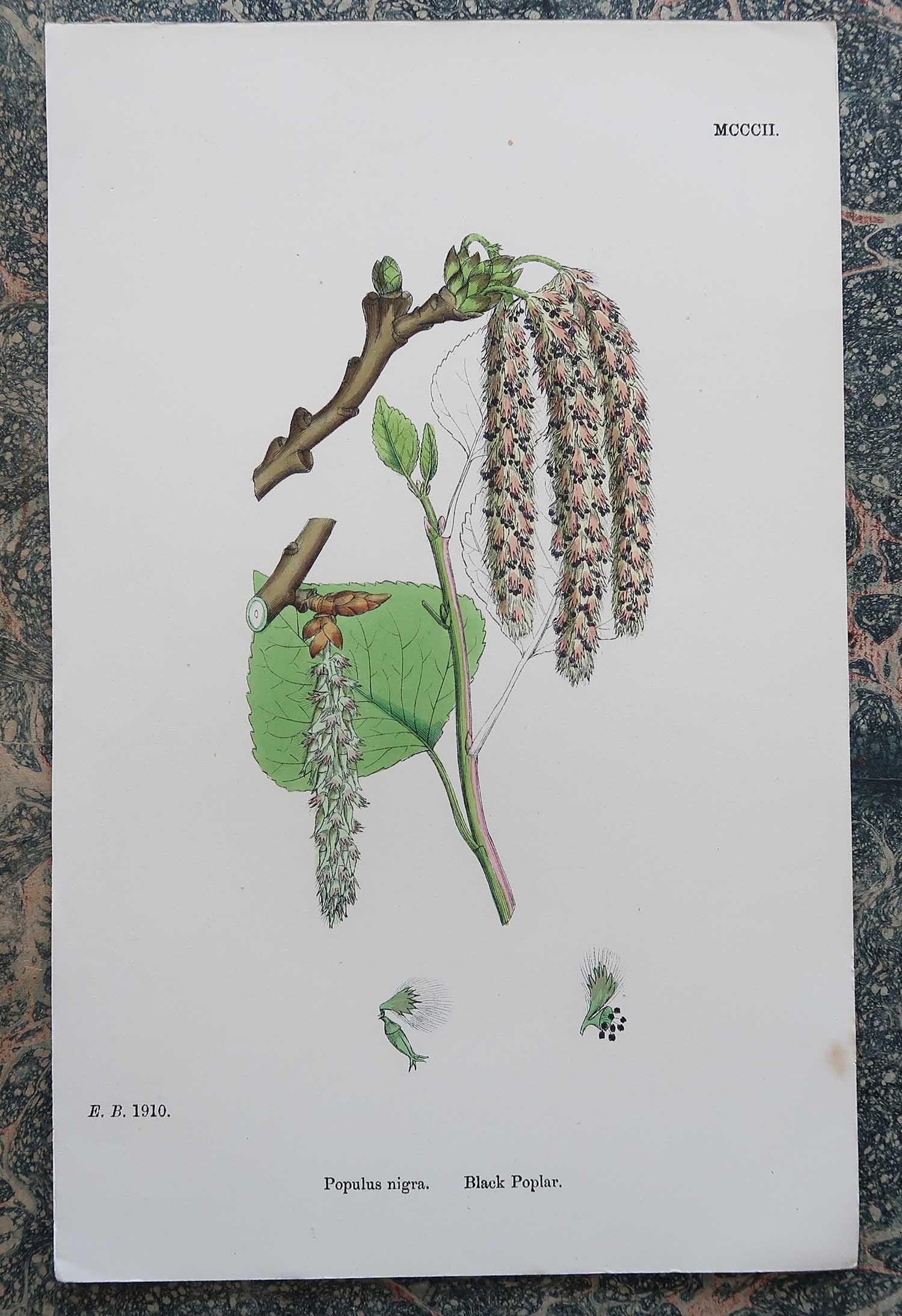 Set of 16 Original Antique Botanical Prints - Trees. C.1850 3