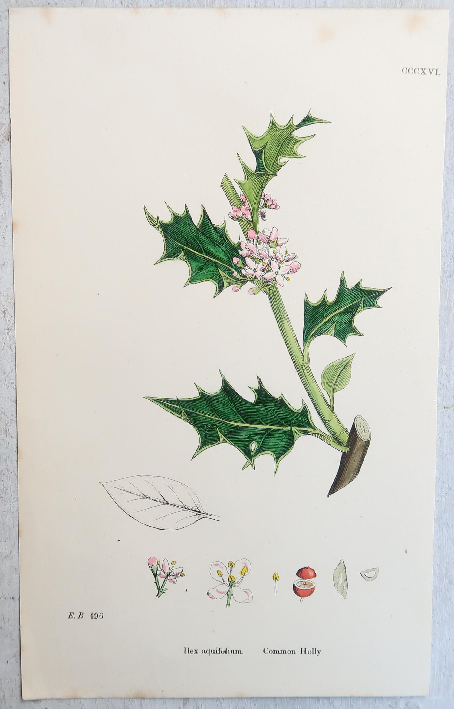 Ensemble de 16 estampes botaniques originales anciennes - arbres. C.1850 en vente 3