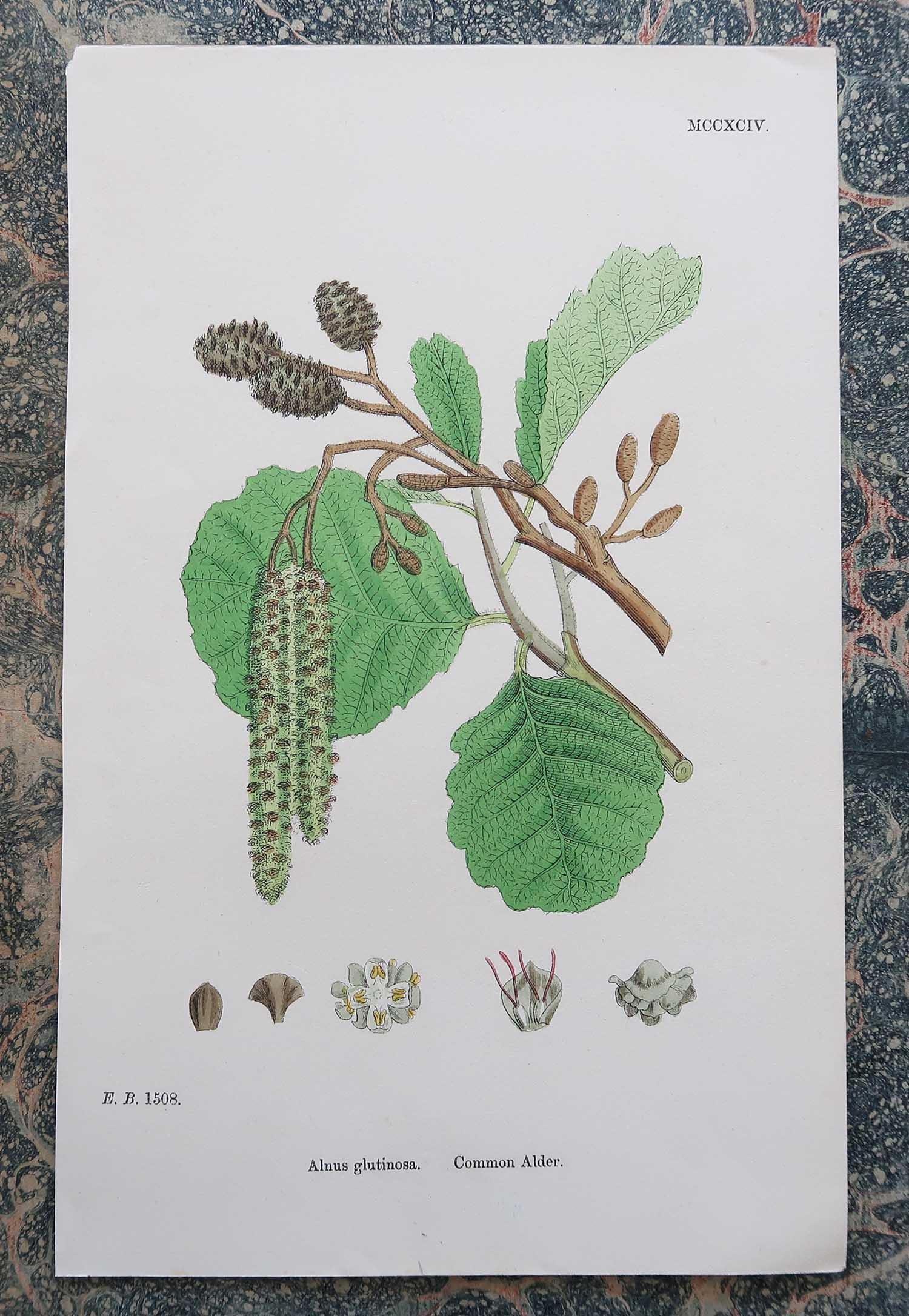 Set of 16 Original Antique Botanical Prints - Trees. C.1850 4