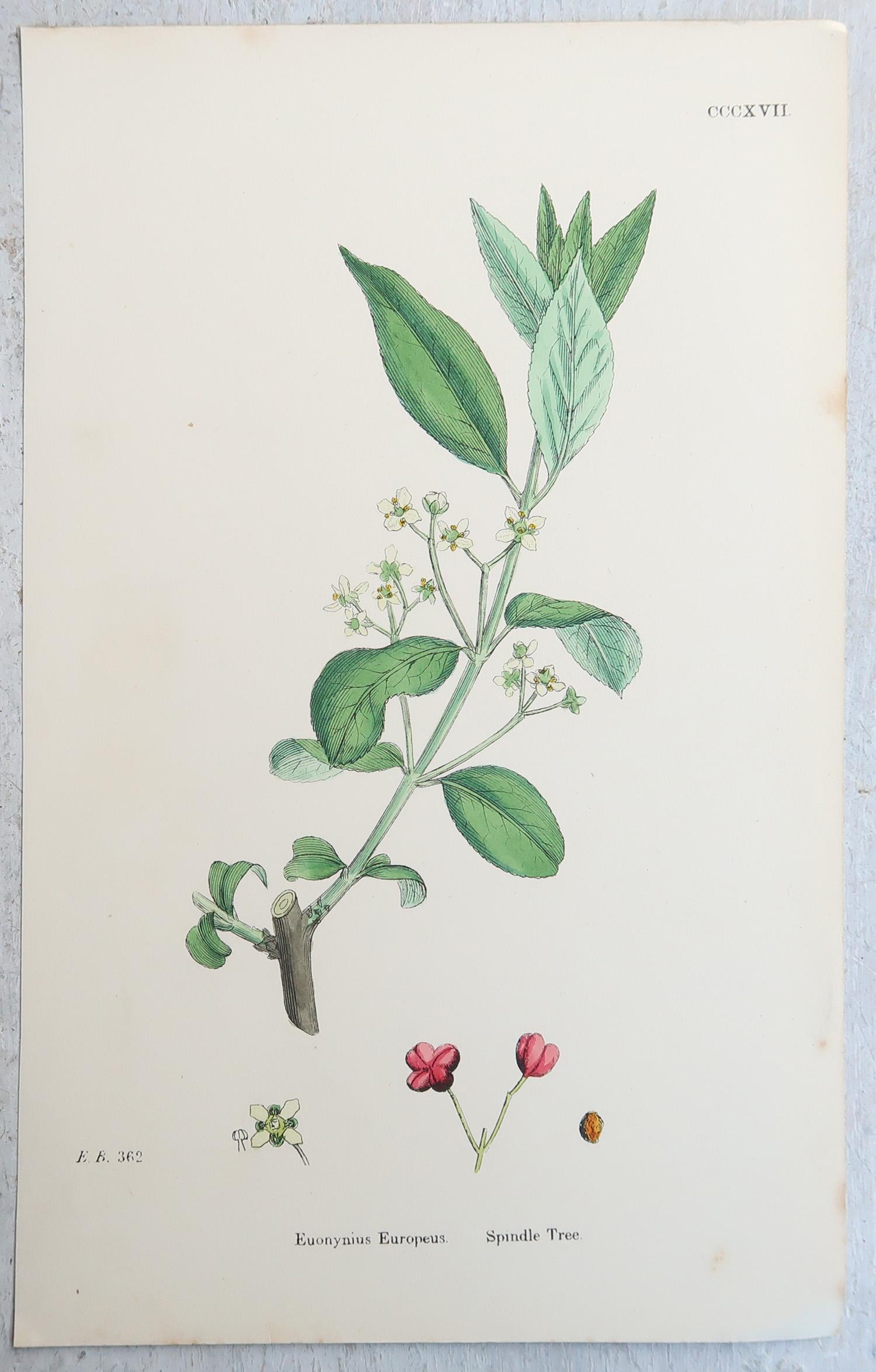 Ensemble de 16 estampes botaniques originales anciennes - arbres. C.1850 en vente 4
