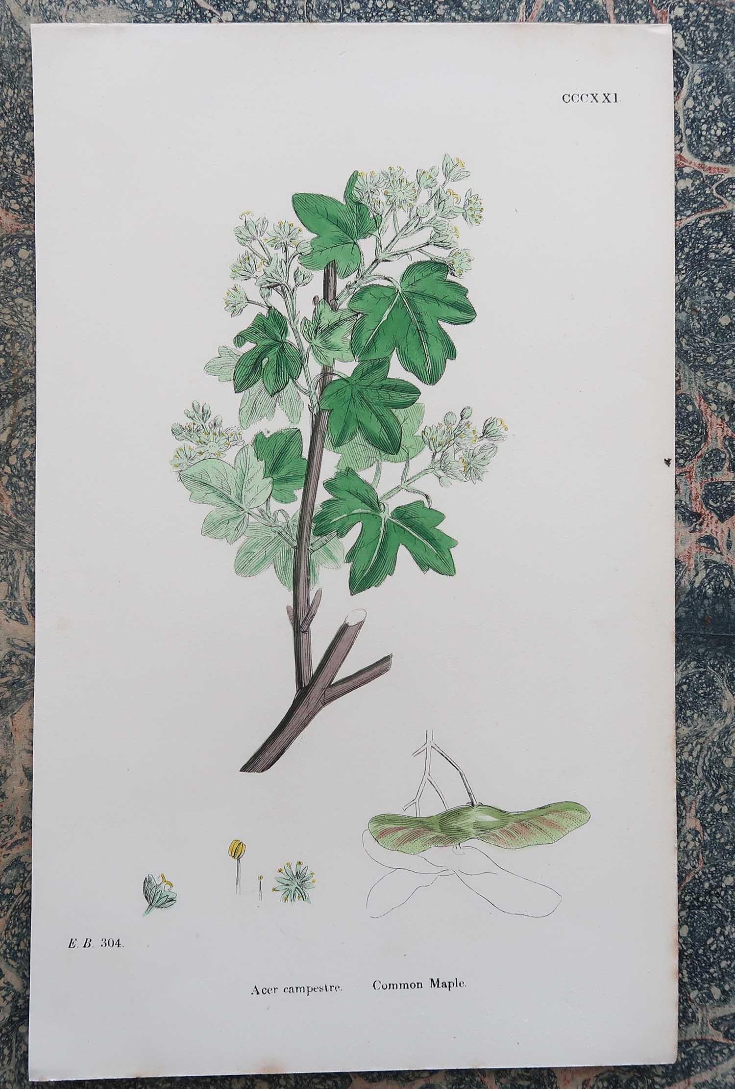 Set of 16 Original Antique Botanical Prints - Trees. C.1850 5