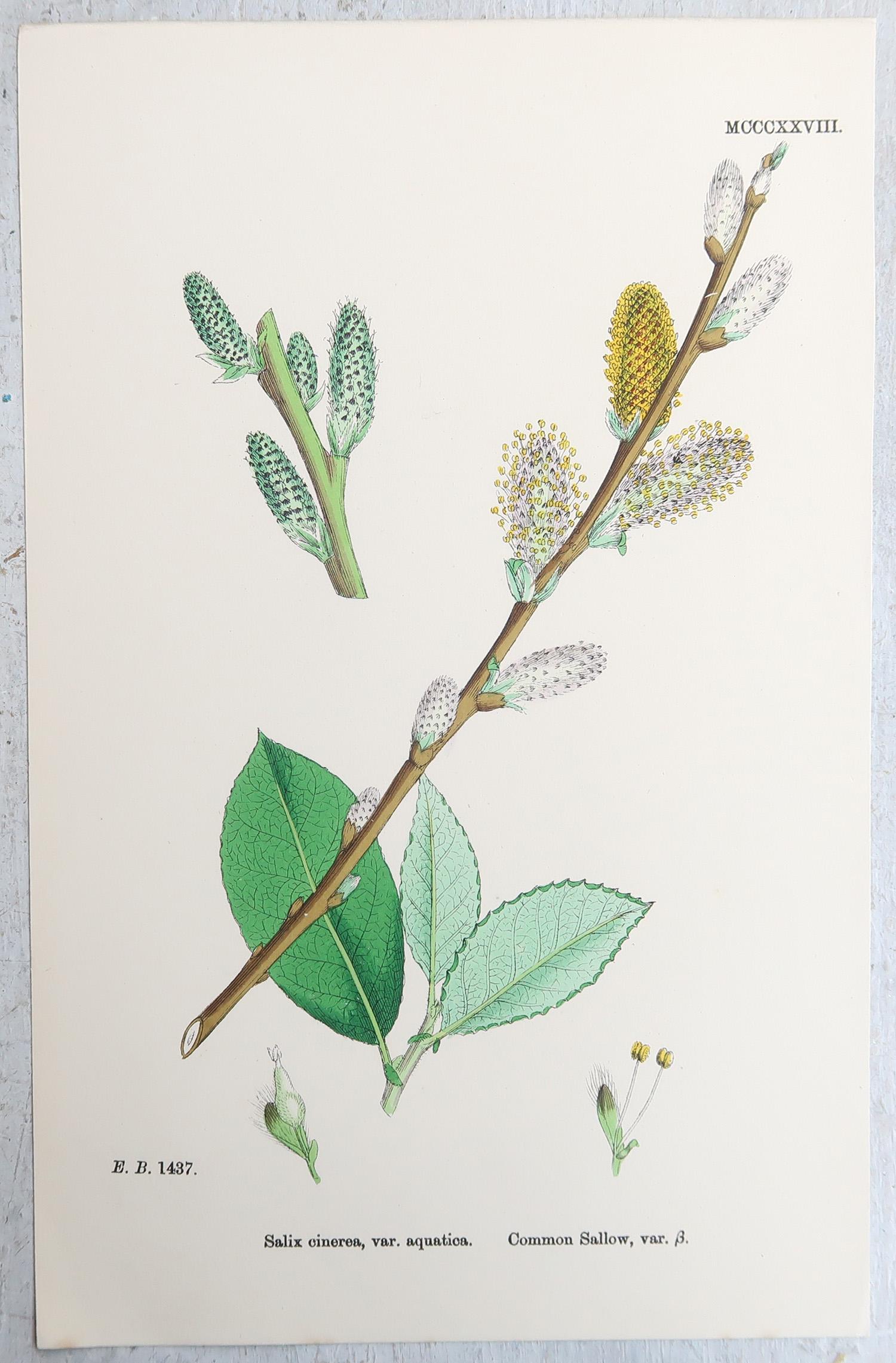 Ensemble de 16 estampes botaniques originales anciennes - arbres. C.1850 en vente 5