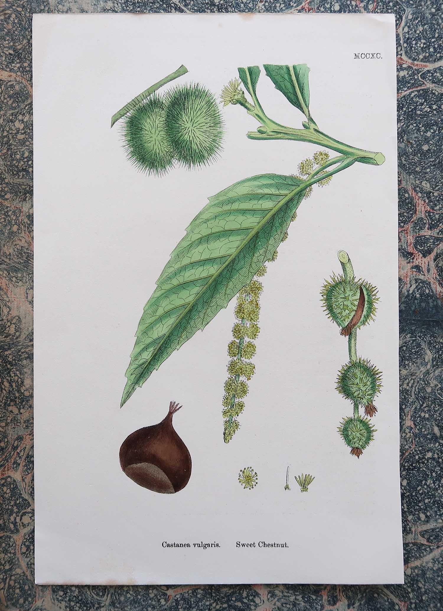 Set of 16 Original Antique Botanical Prints - Trees. C.1850 6