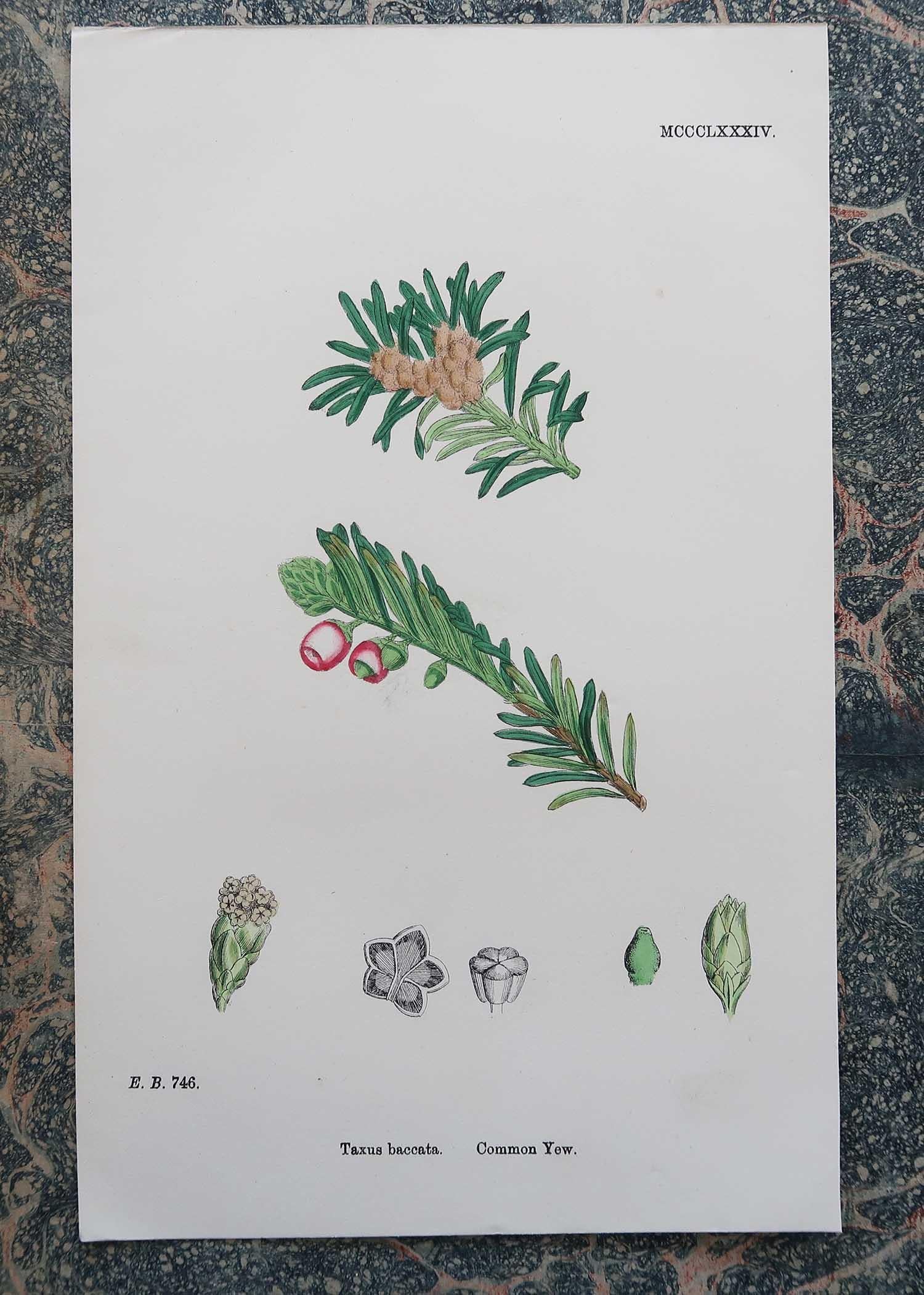 Set of 16 Original Antique Botanical Prints - Trees. C.1850 7