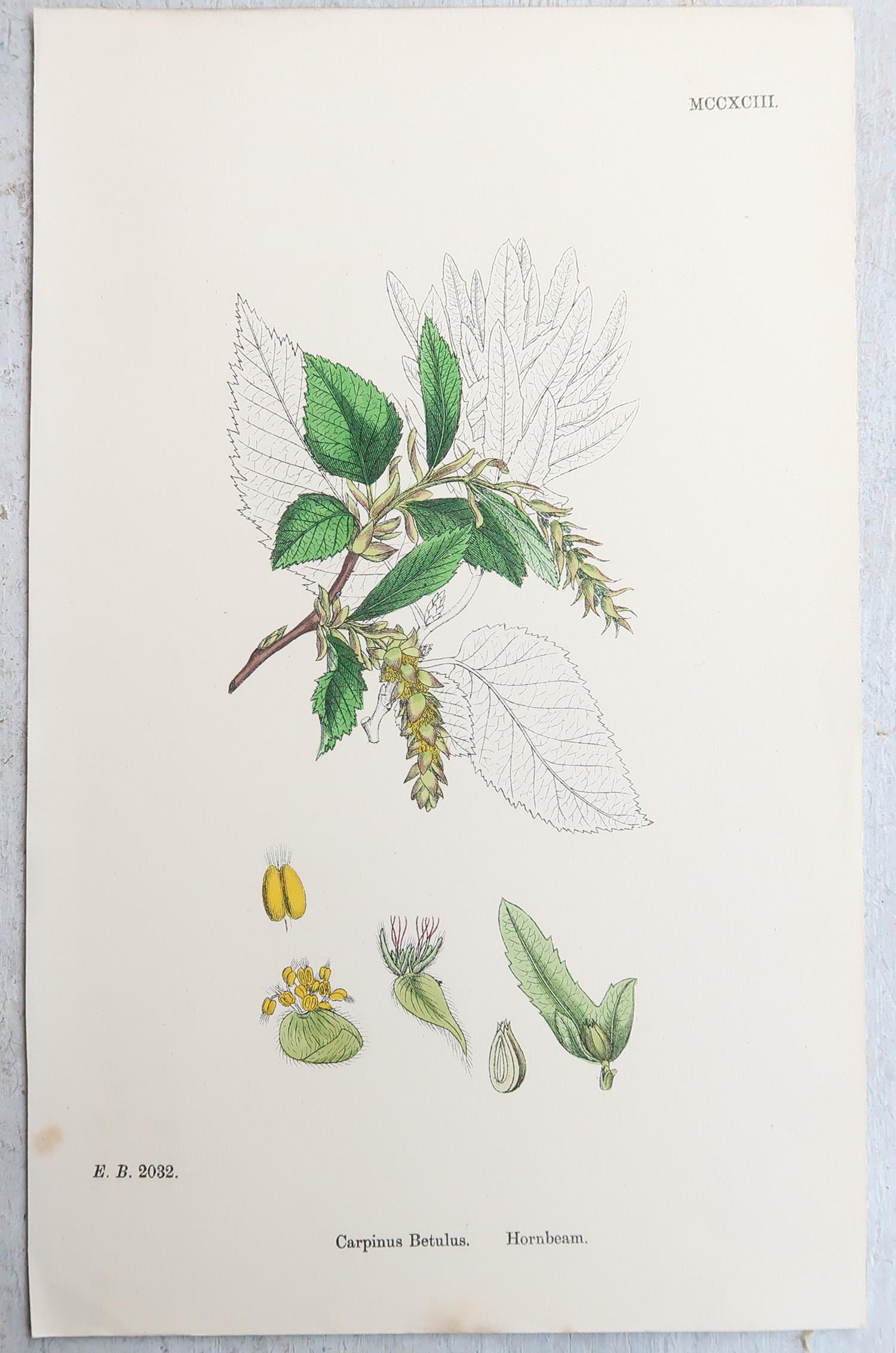 Ensemble de 16 estampes botaniques originales anciennes - arbres. C.1850 en vente 7
