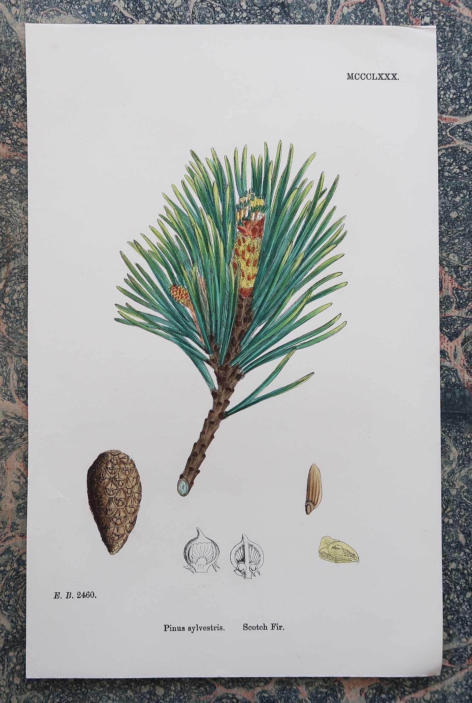 Set of 16 Original Antique Botanical Prints - Trees. C.1850 8