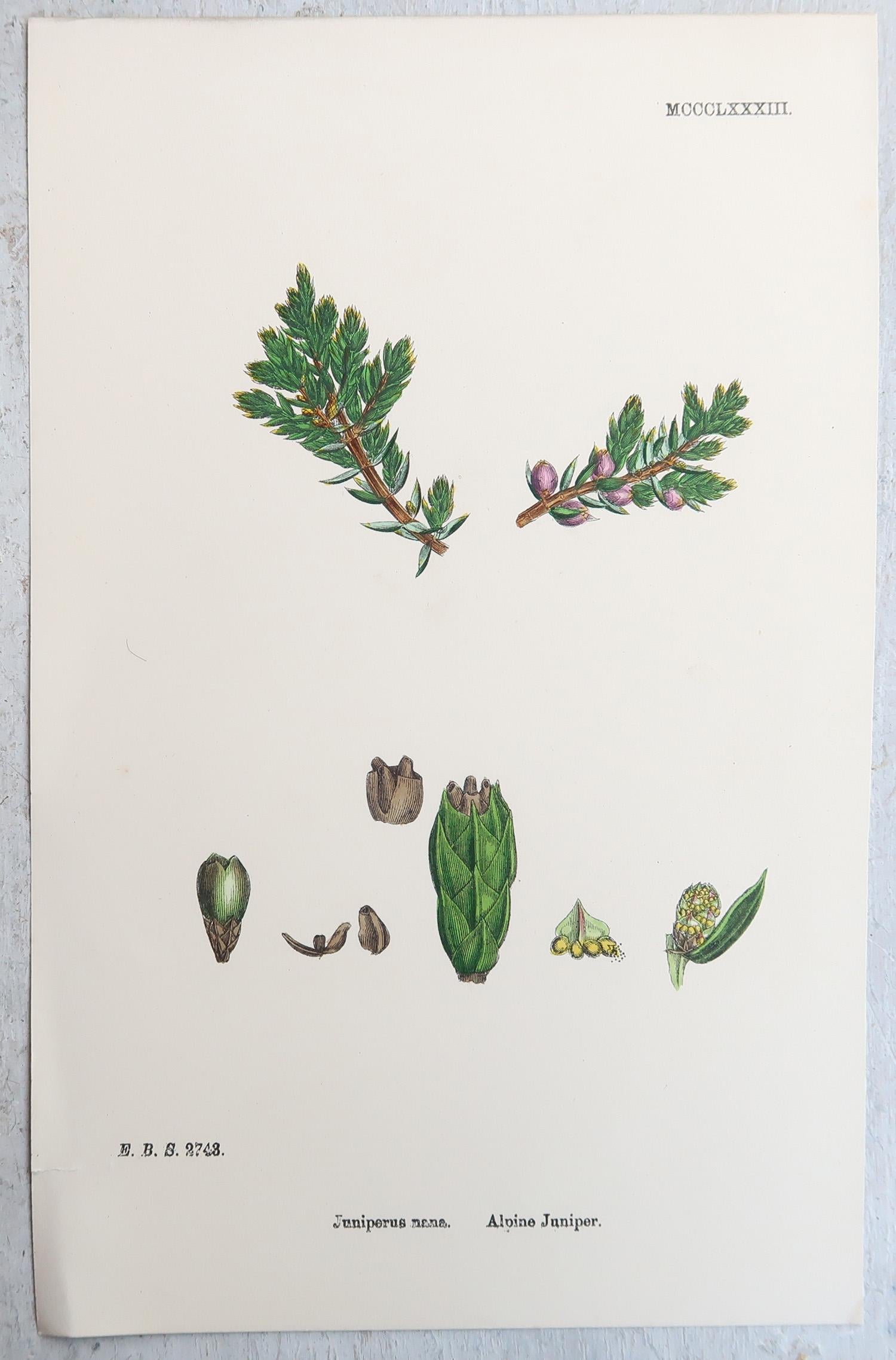 Ensemble de 16 estampes botaniques originales anciennes - arbres. C.1850 en vente 8