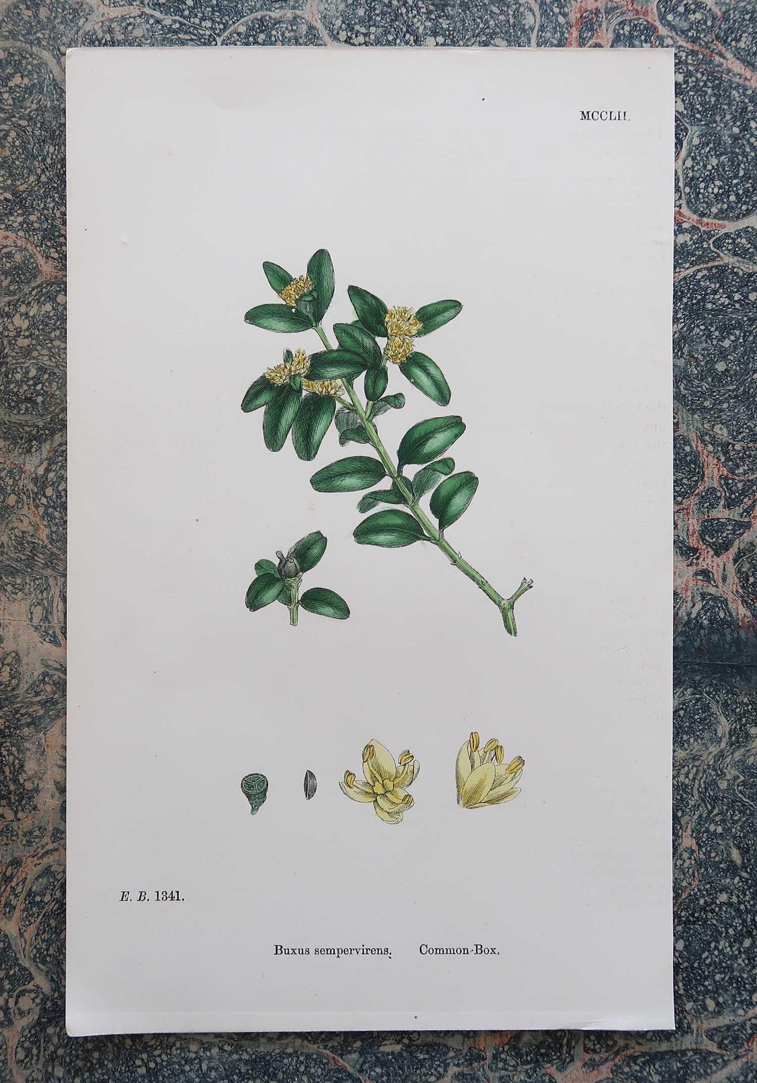 Set of 16 Original Antique Botanical Prints - Trees. C.1850 9