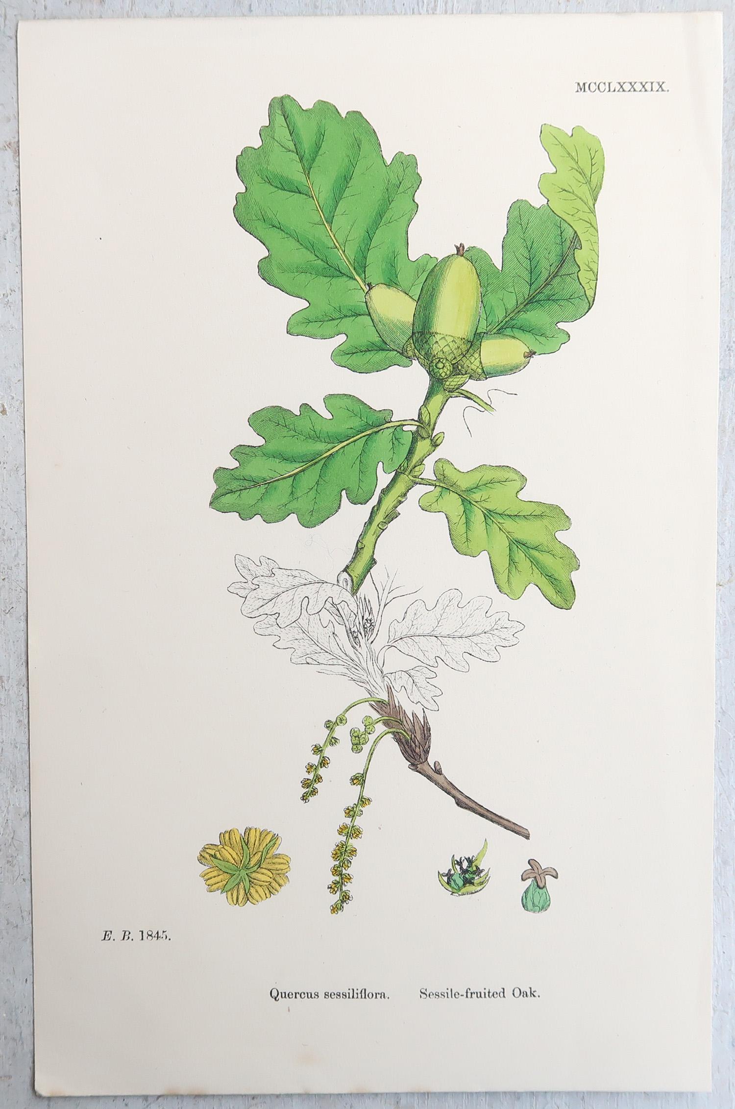 Ensemble de 16 estampes botaniques originales anciennes - arbres. C.1850 en vente 9